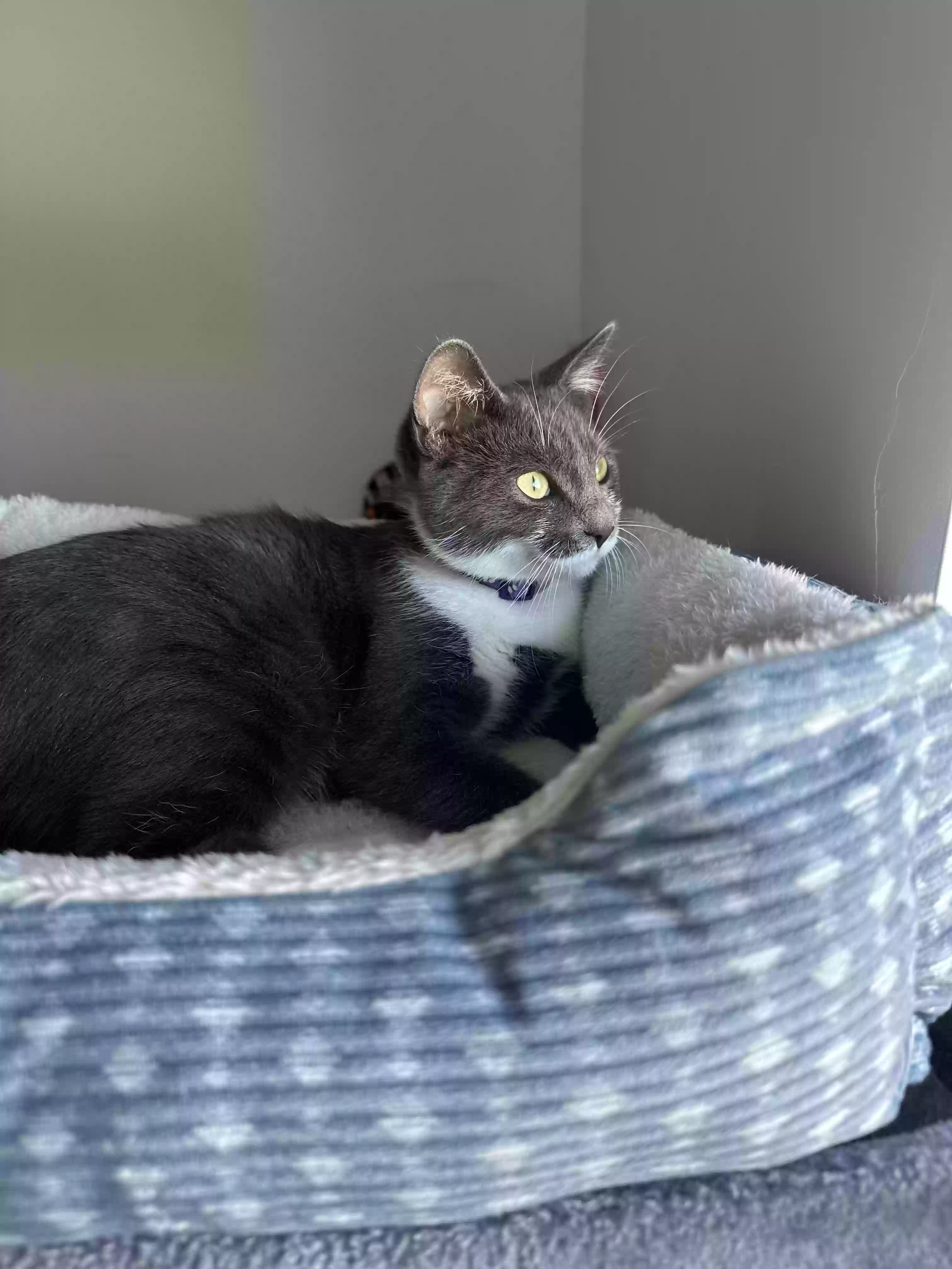 Lost cat in Smithfield, UT, 84335
