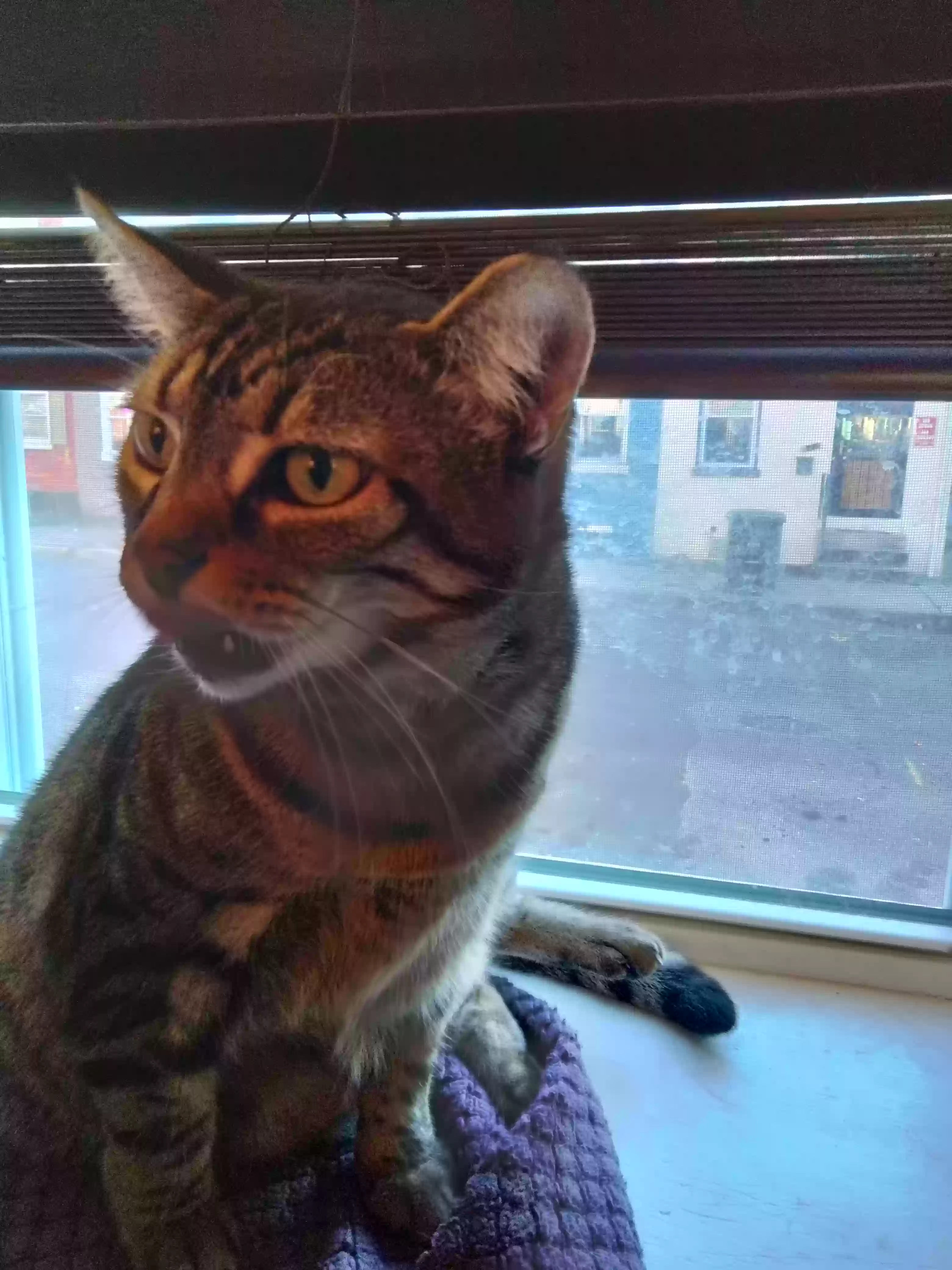 Lost cat in Pottstown, PA, 19464