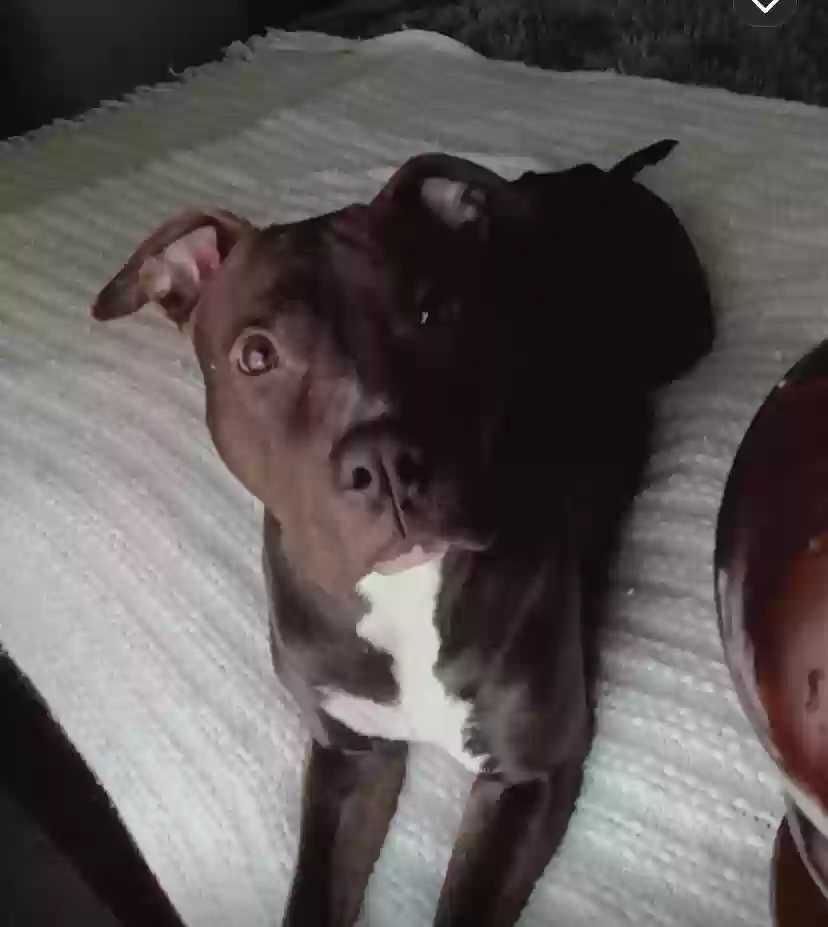Lost dog in Bolivar, OH, 44612