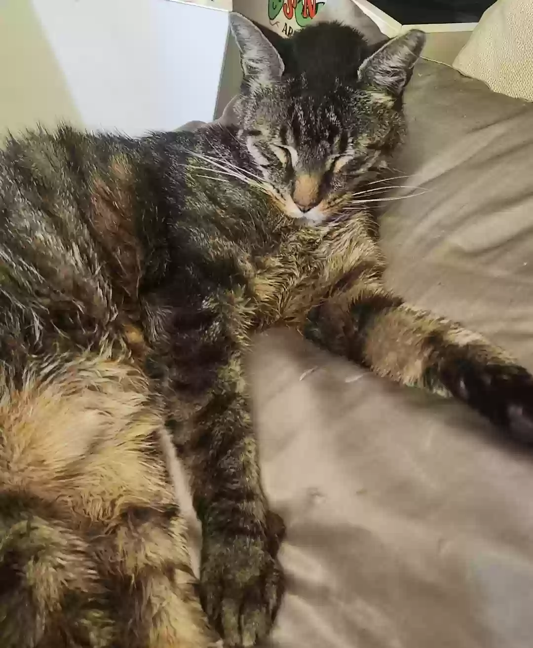 Lost cat in Downingtown, PA, 19335
