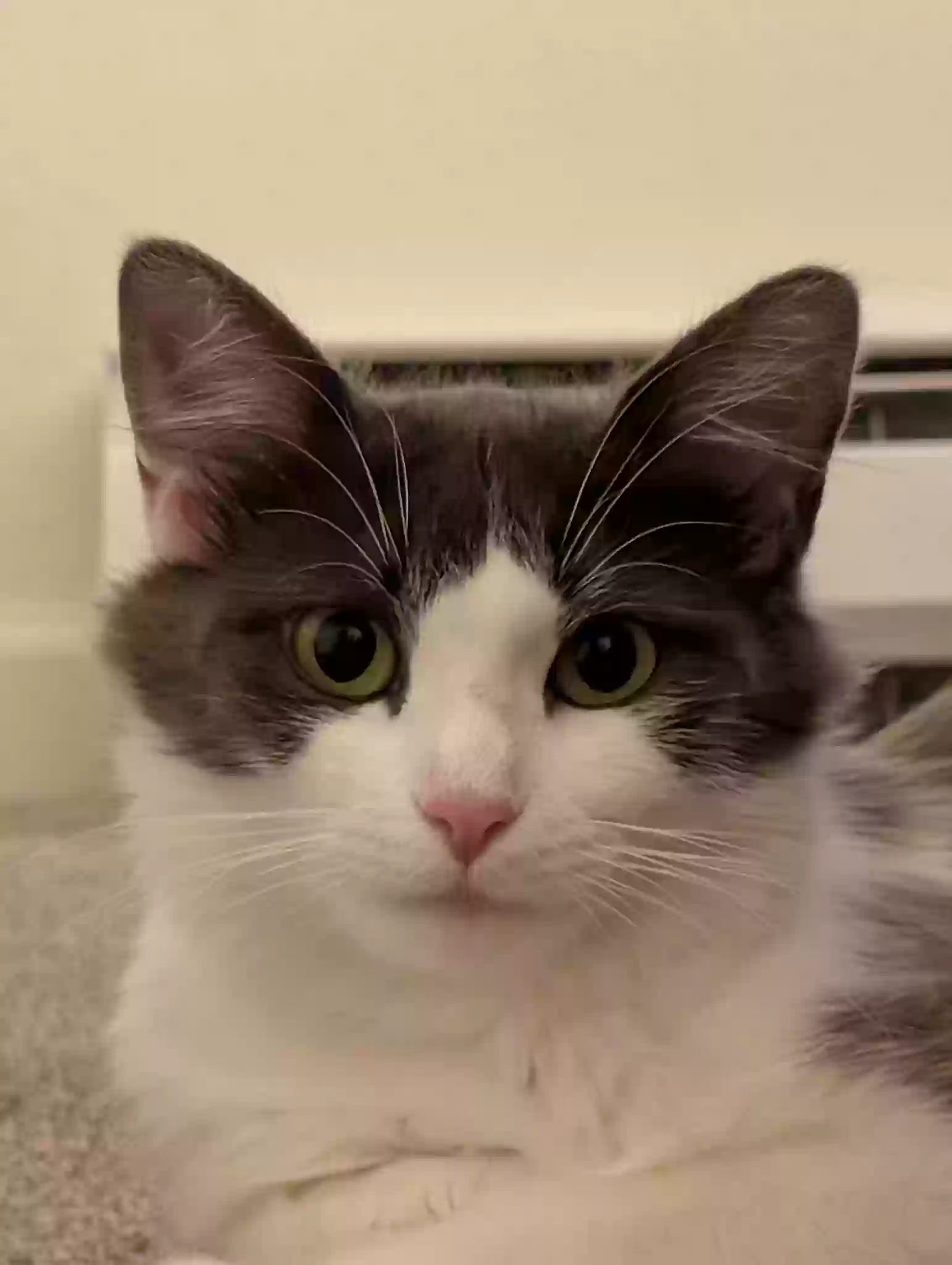 Lost cat in University Place, WA, 98467