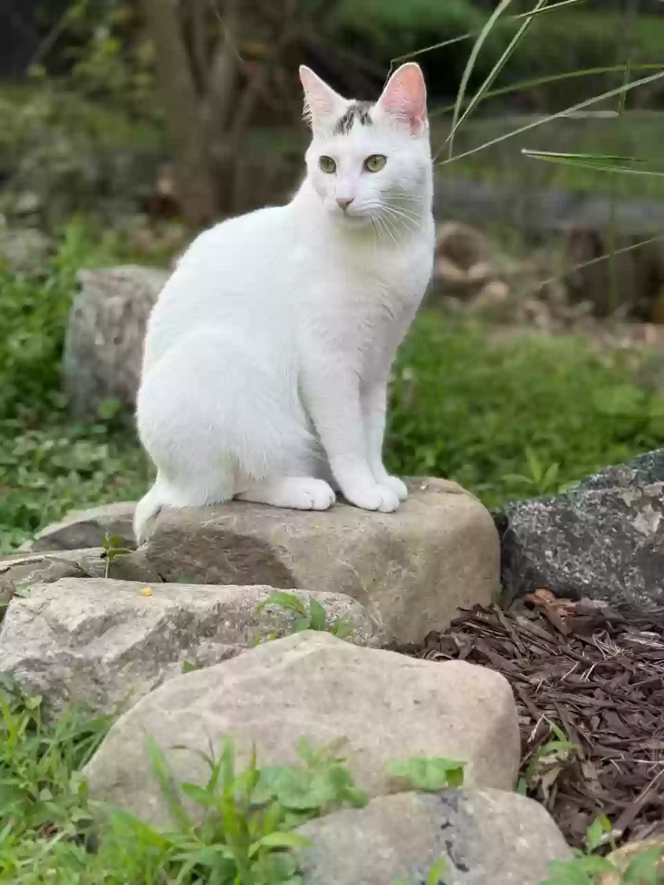 Lost cat in Montvale, NJ, 7645