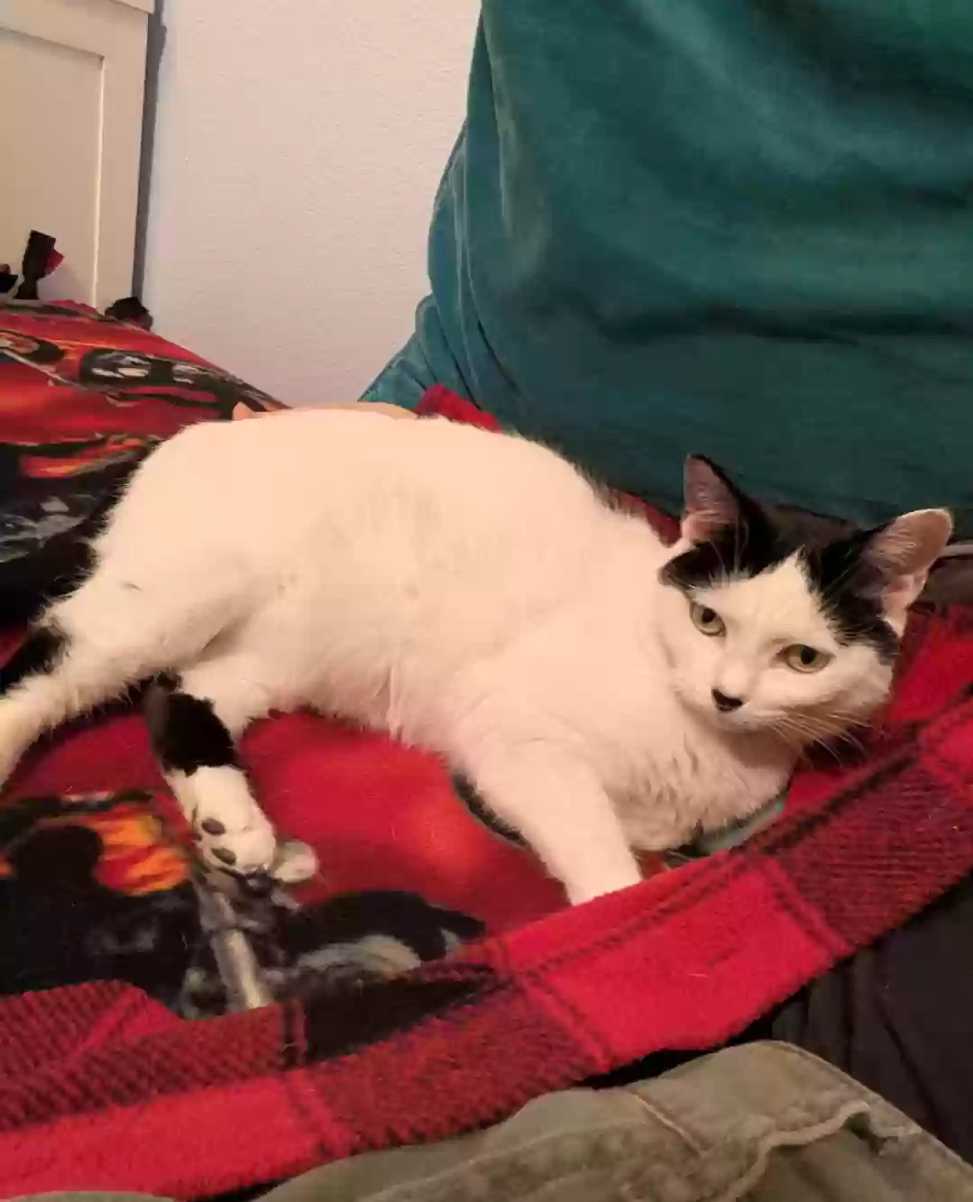 Lost cat in San Antonio, TX, 78232