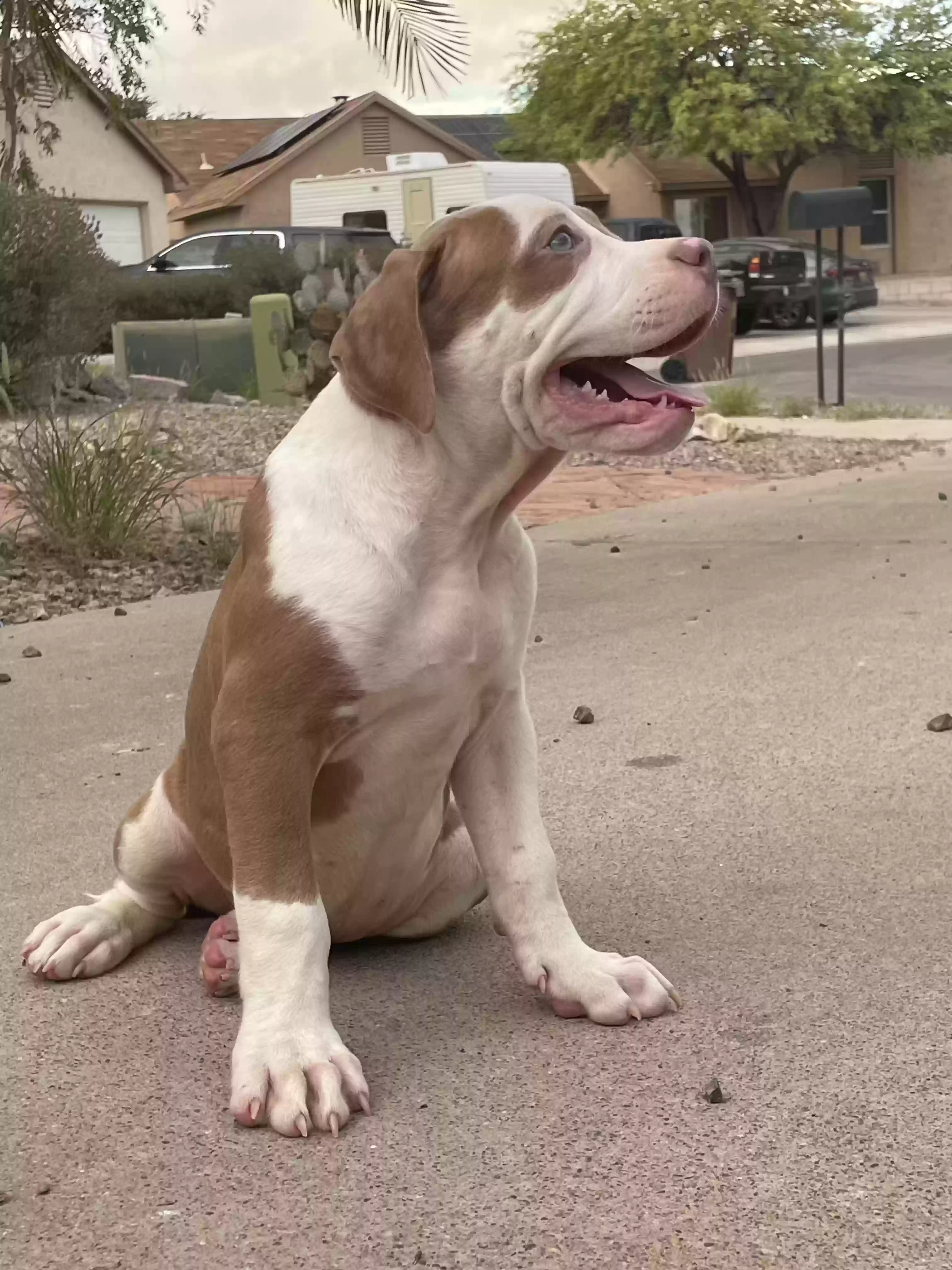 Lost dog in Sahuarita, AZ, 85629