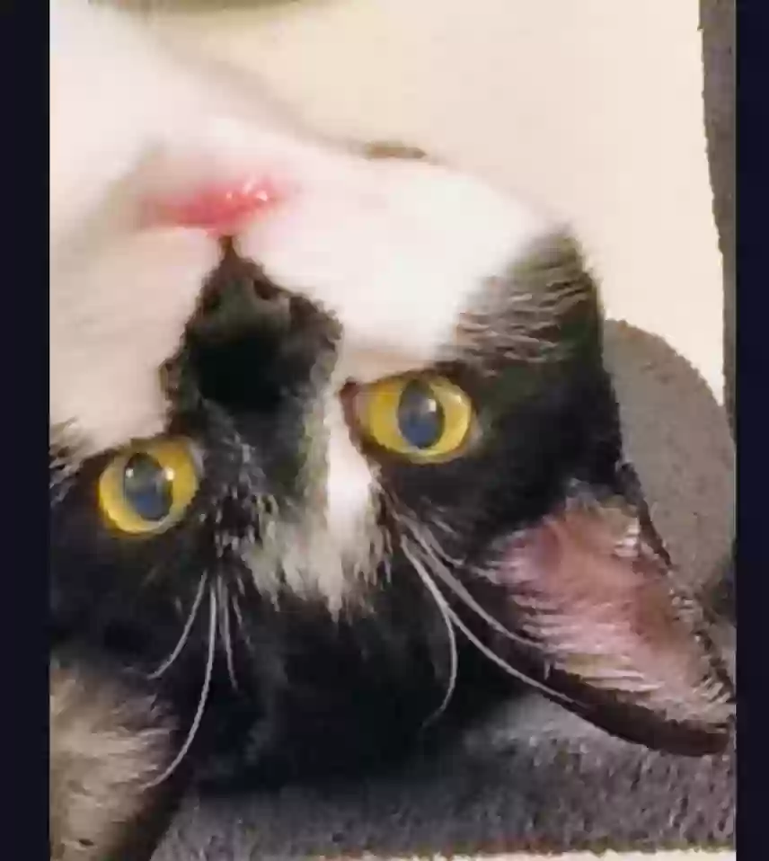 Lost cat in Olympia, WA, 98502