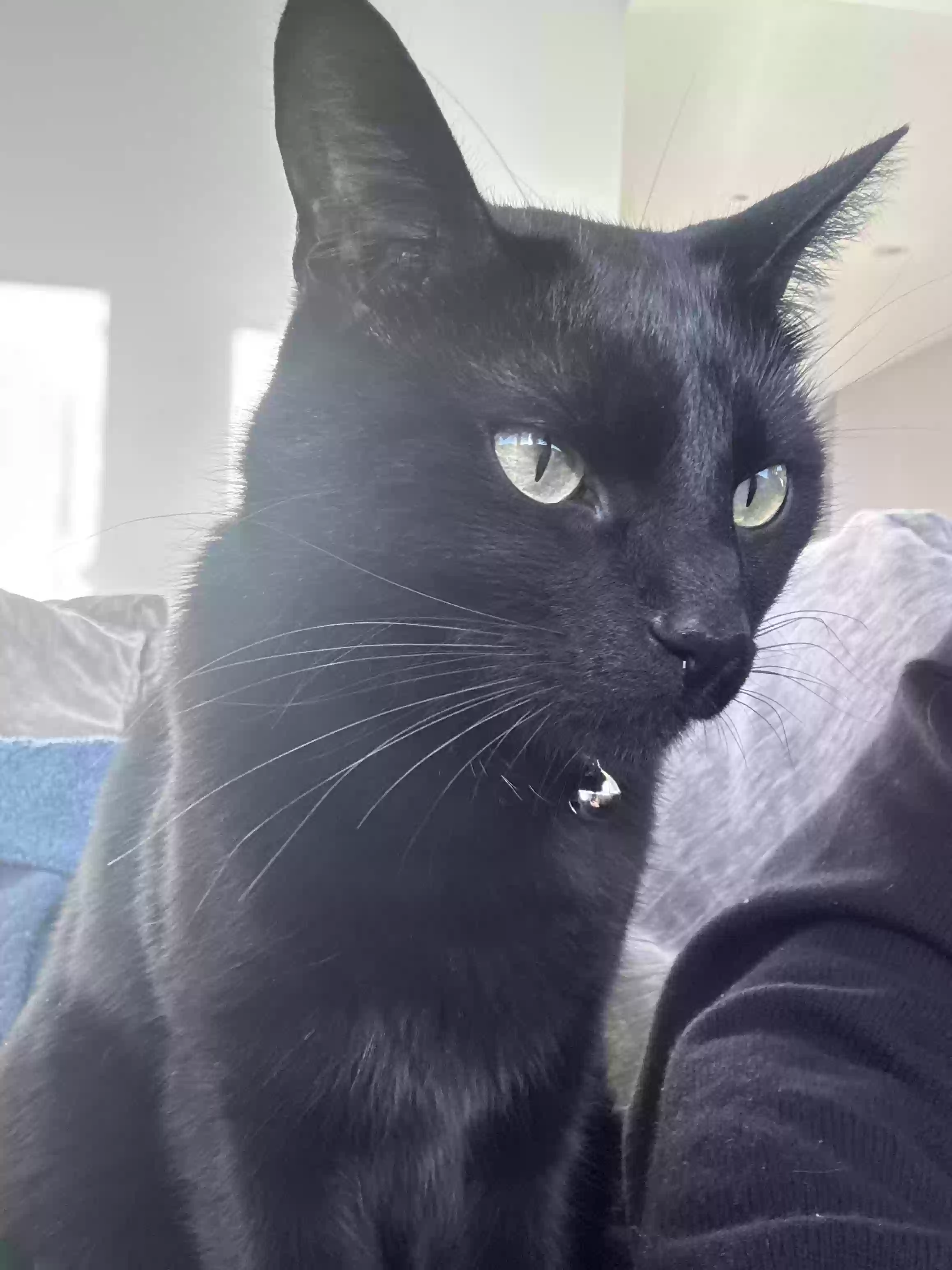 Lost cat in Mill Valley, CA, 94941