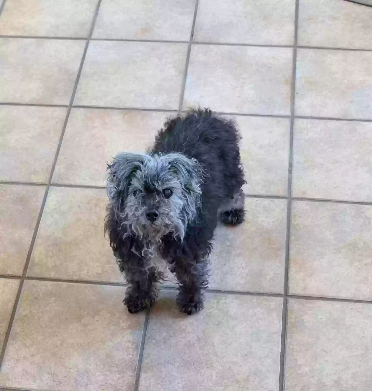 Found dog in Westport, WA, 98595
