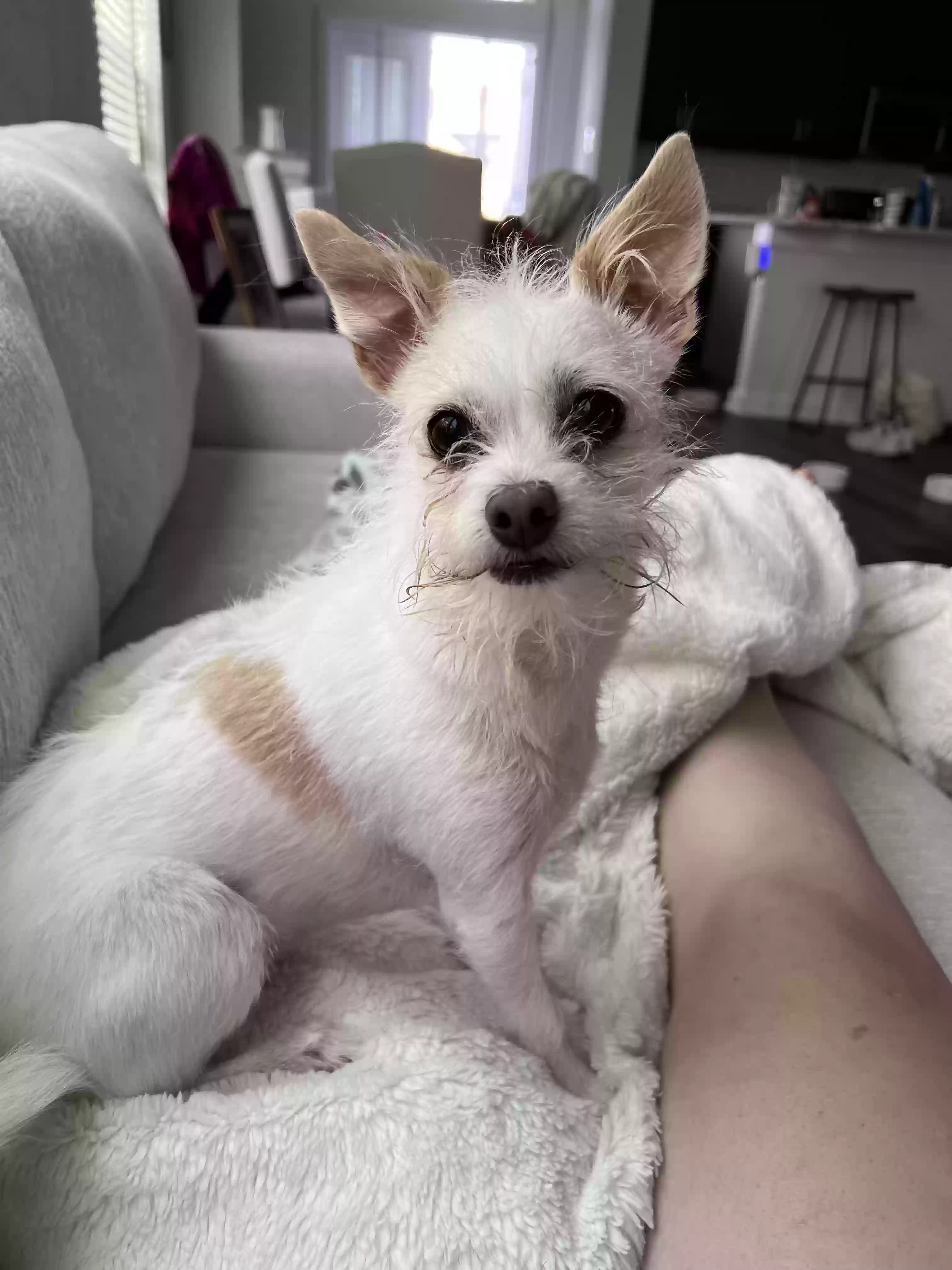 Lost dog in San Marcos, TX, 78666
