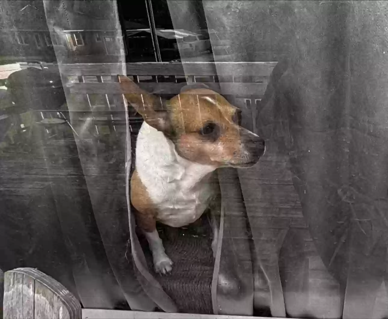 Lost dog in Asheboro, NC, 27203