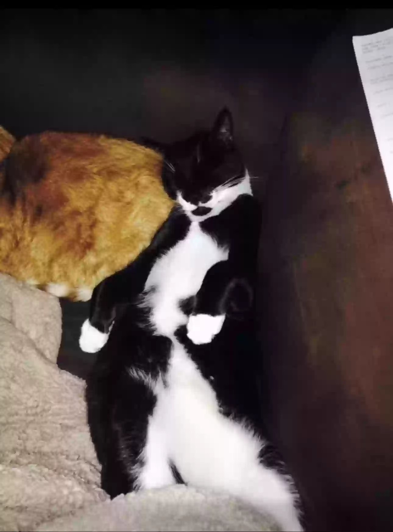 Lost cat in Wilmington, DE, 19810