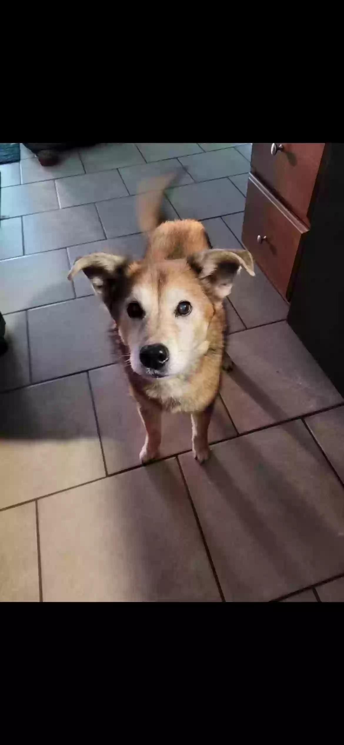Lost dog in Louisville, KY, 40223