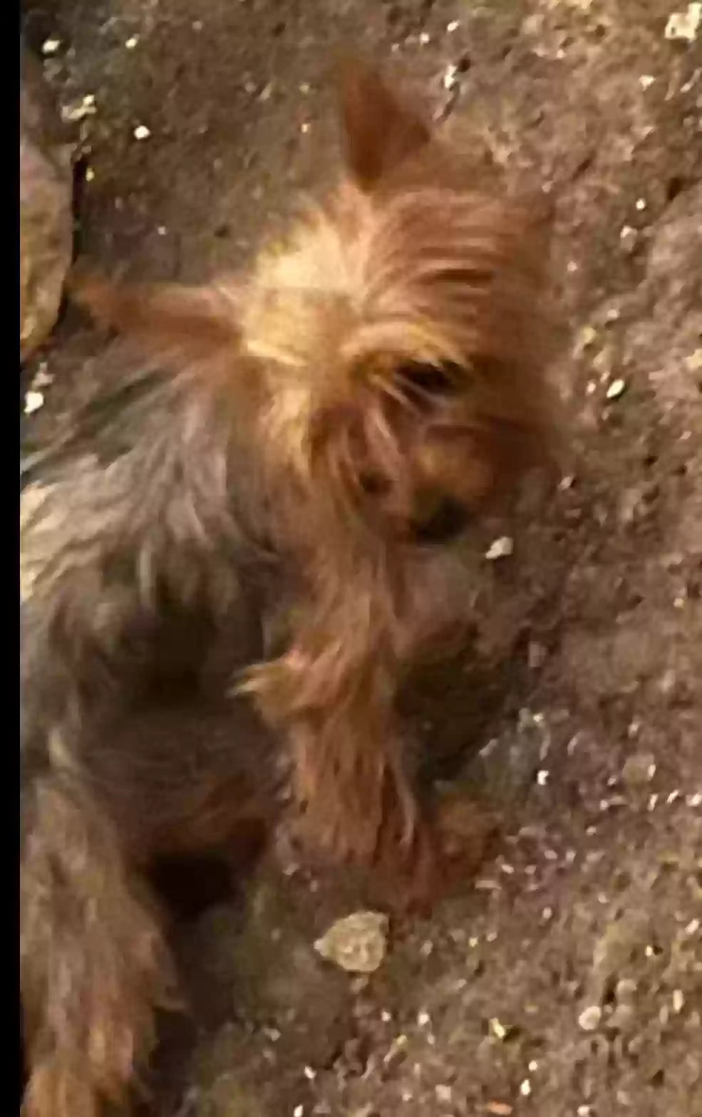 Lost dog in Arlington, TX, 76010