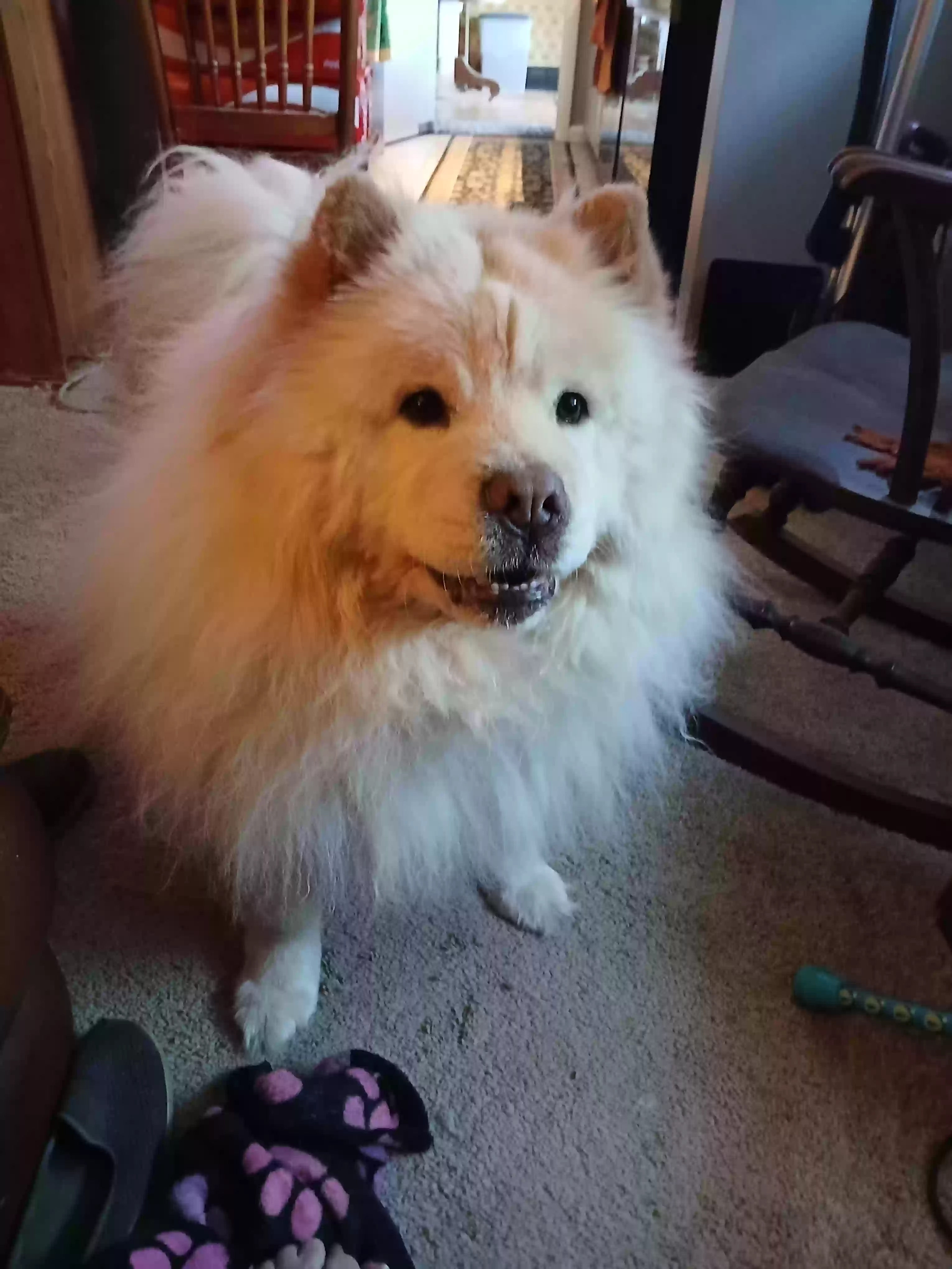 Lost dog in Saint Louis, MO, 63123