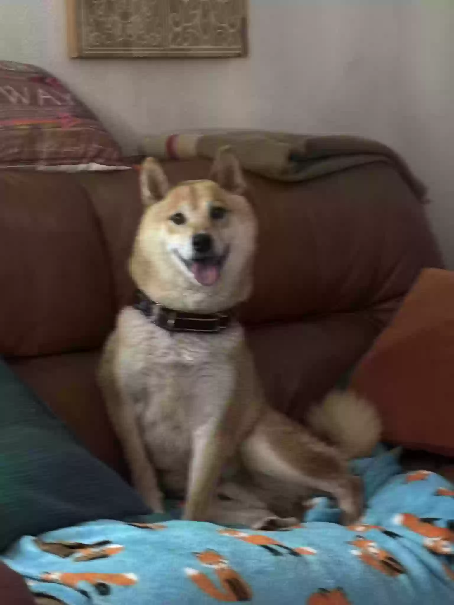 Lost dog in Colorado Springs, CO, 80920