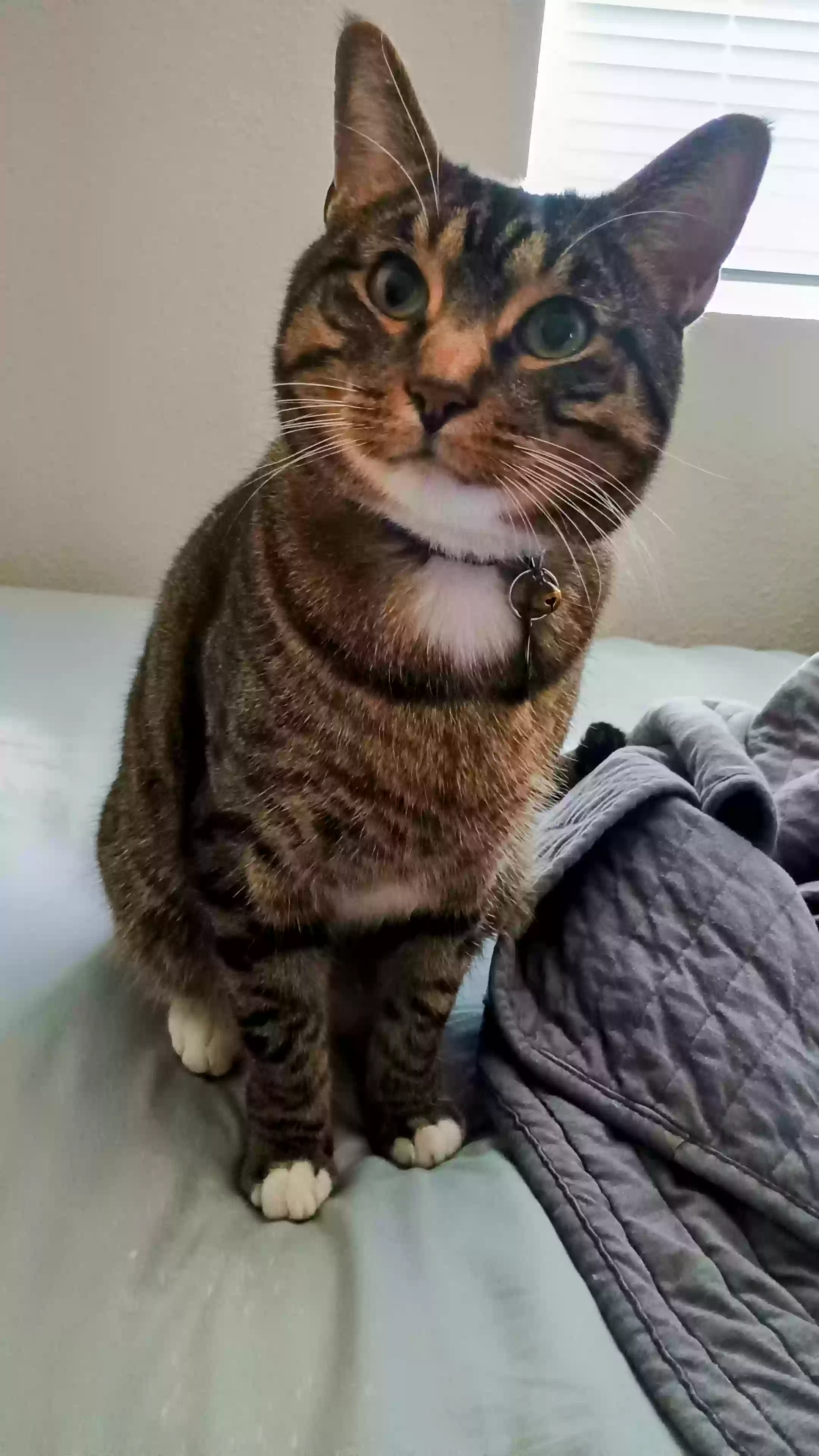 Lost cat in Albuquerque, NM, 87113