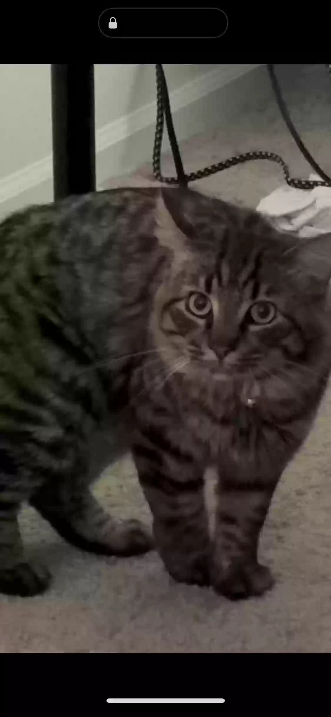 Lost cat in Casa Grande, AZ, 85122