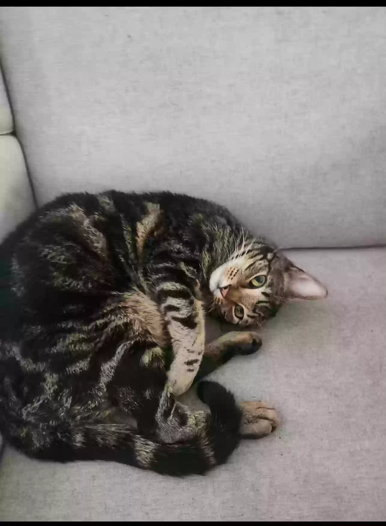 Lost cat in Lake Worth, FL, 33467