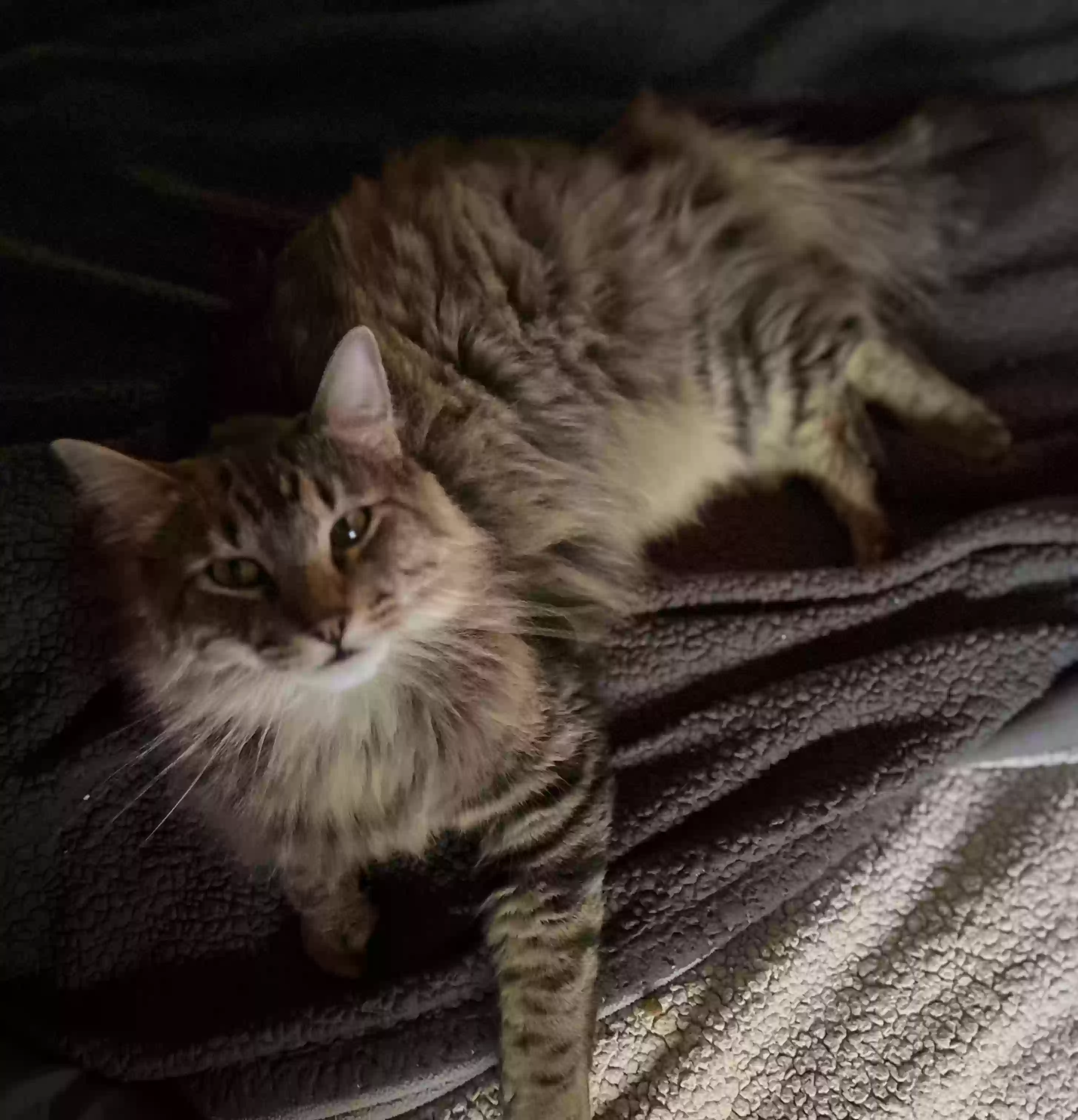 Lost cat in Houston, TX, 77073