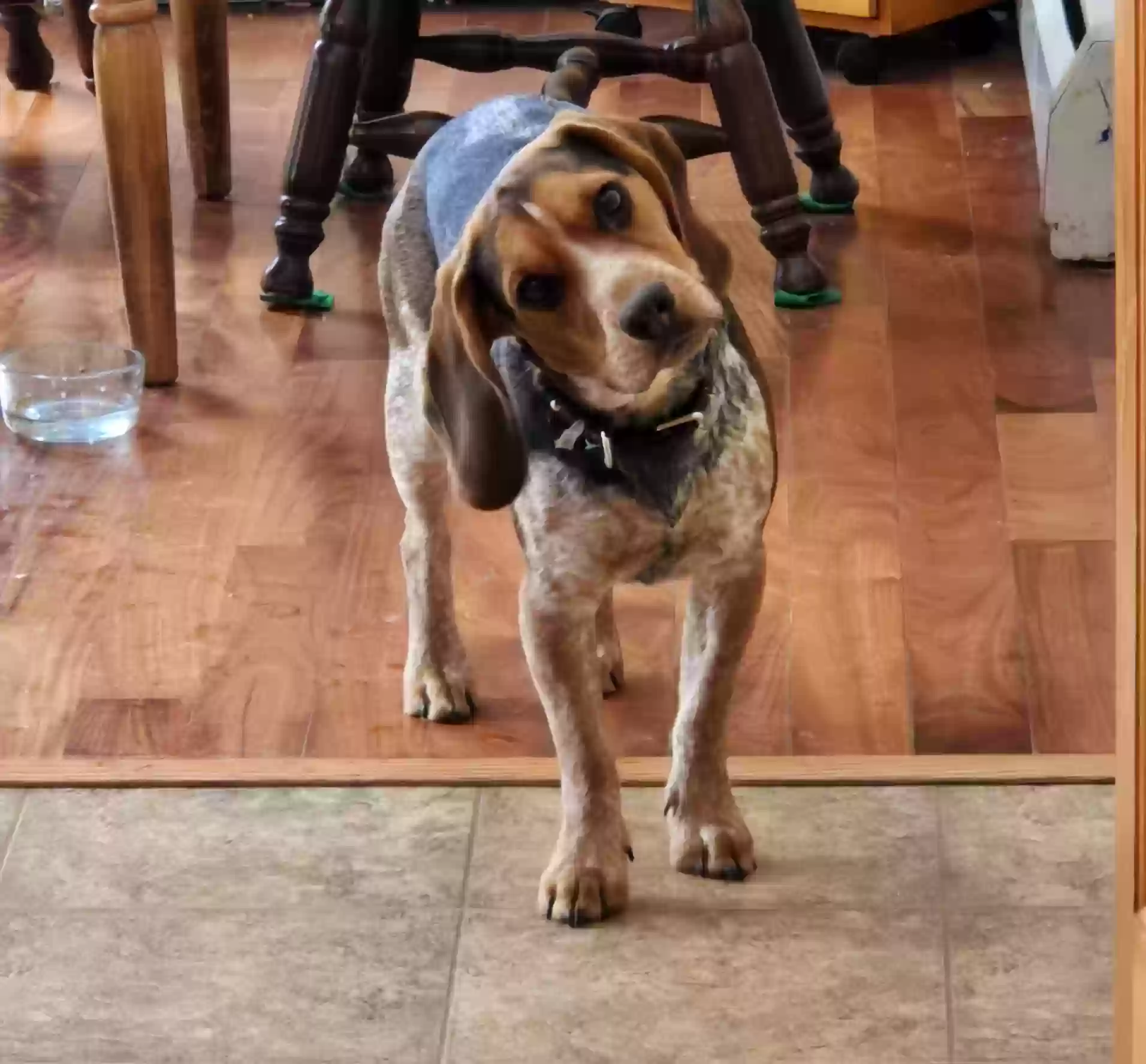 Lost dog in Somersworth, NH, 3878