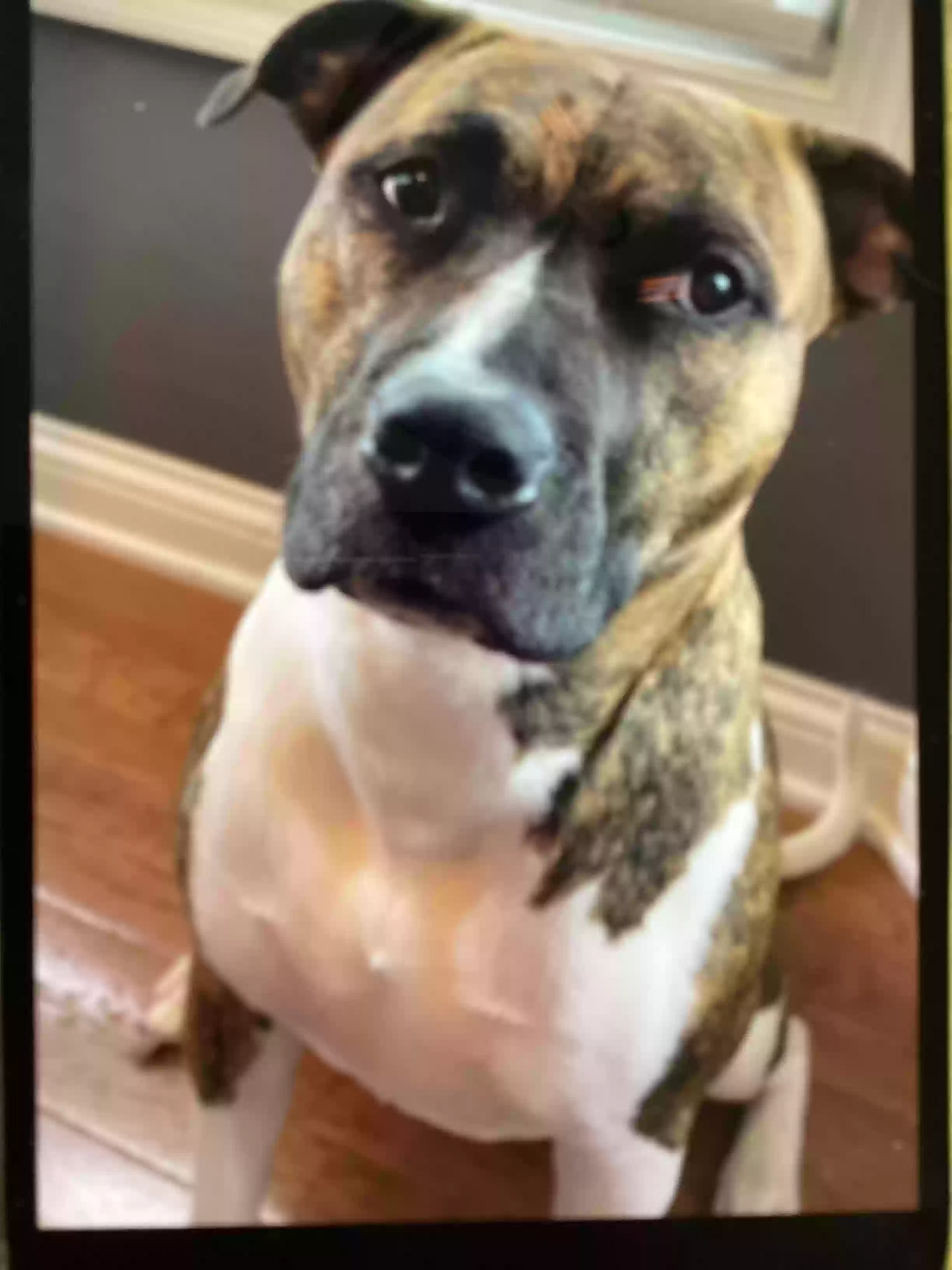 Lost dog in Pickerington, OH, 43147