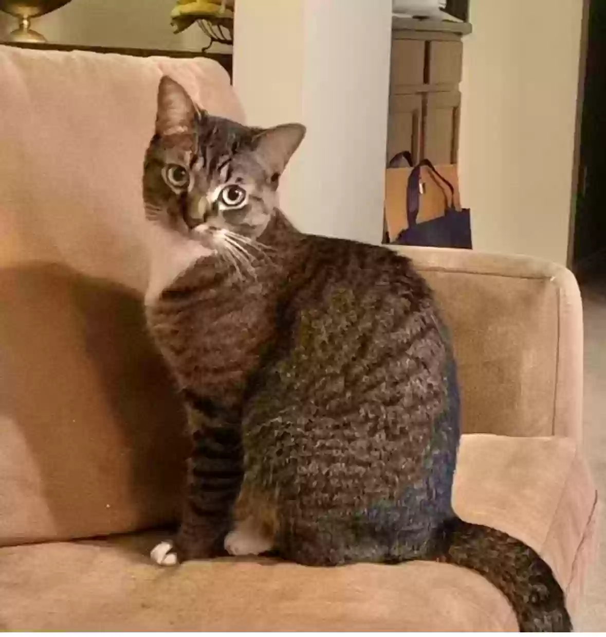 Lost cat in Rochester, MI, 48309