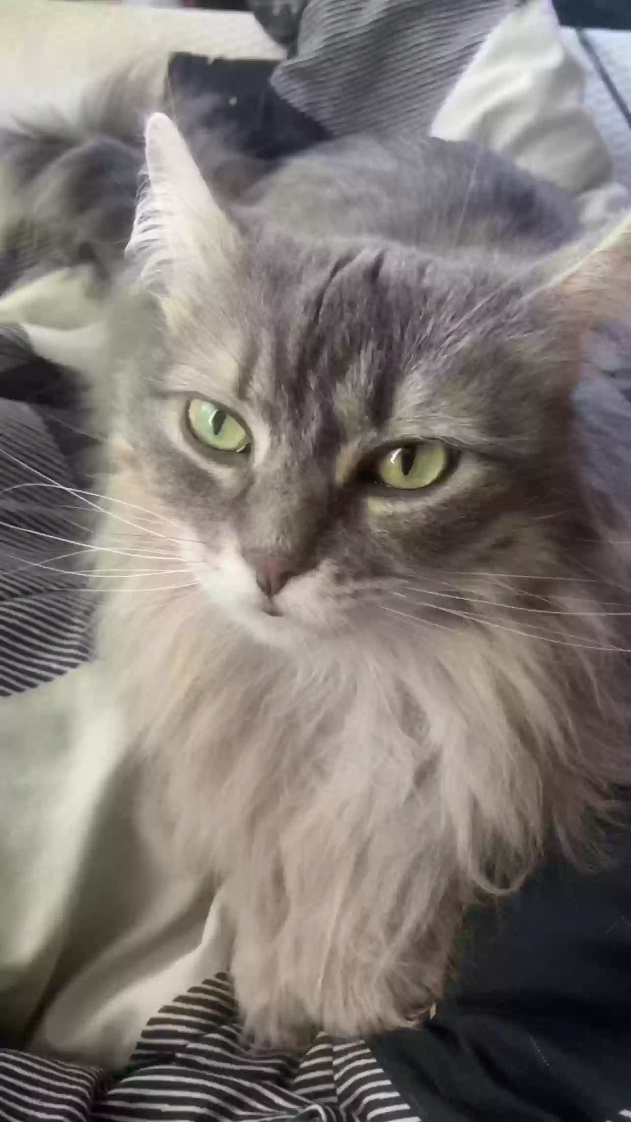 Lost cat in Veradale, WA, 99037