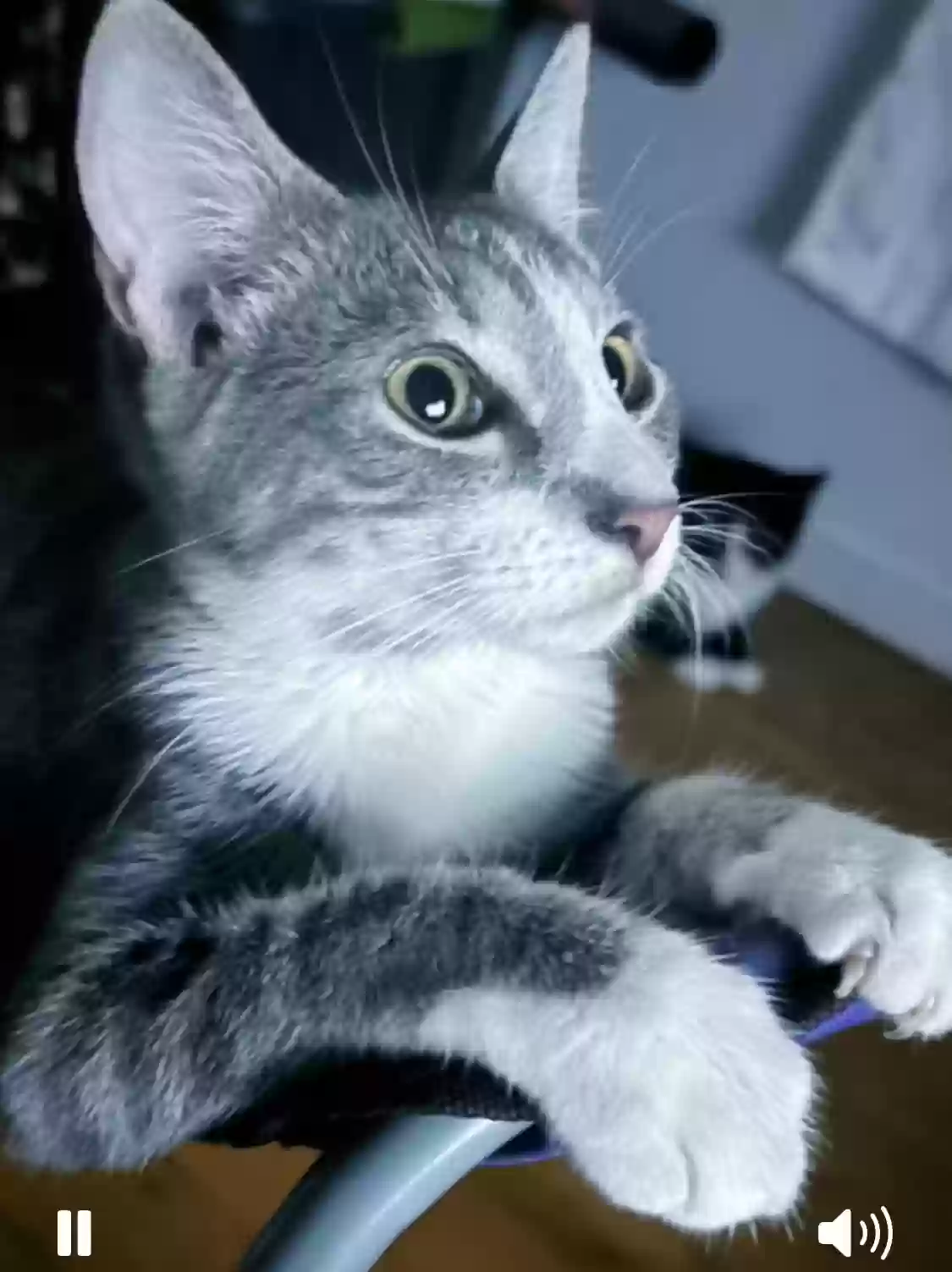 Lost cat in Easton, PA, 18045