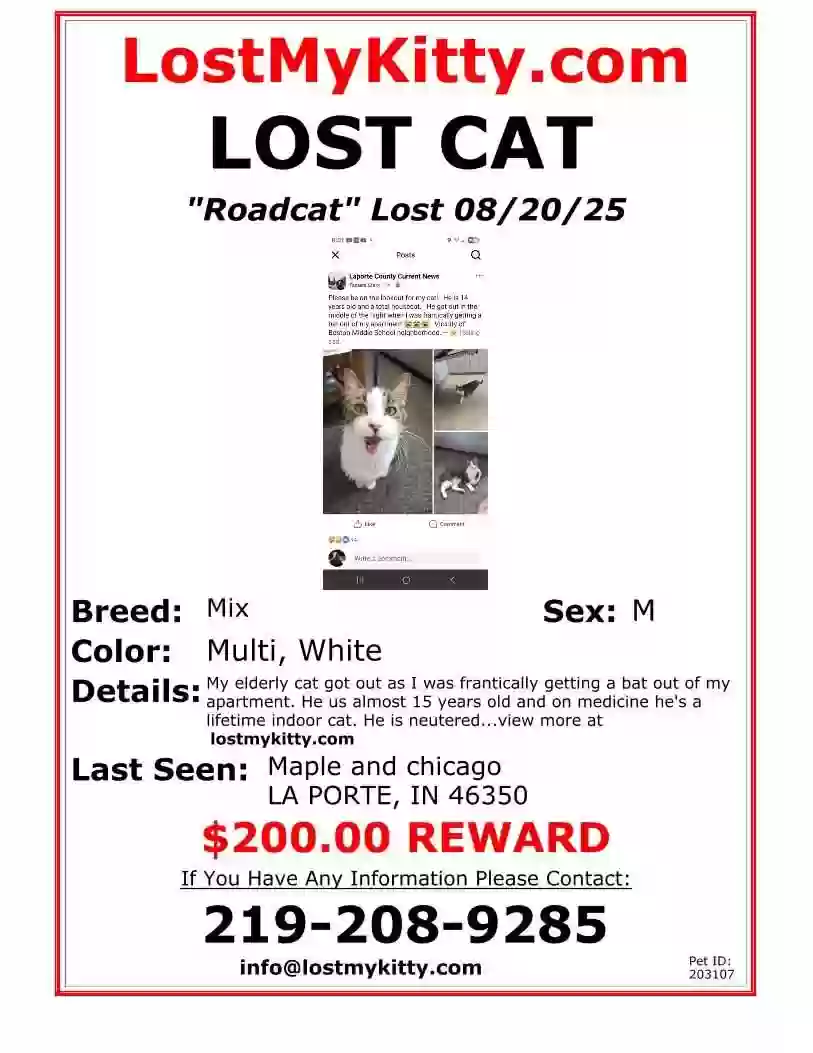 Lost cat in La Porte, IN, 46350