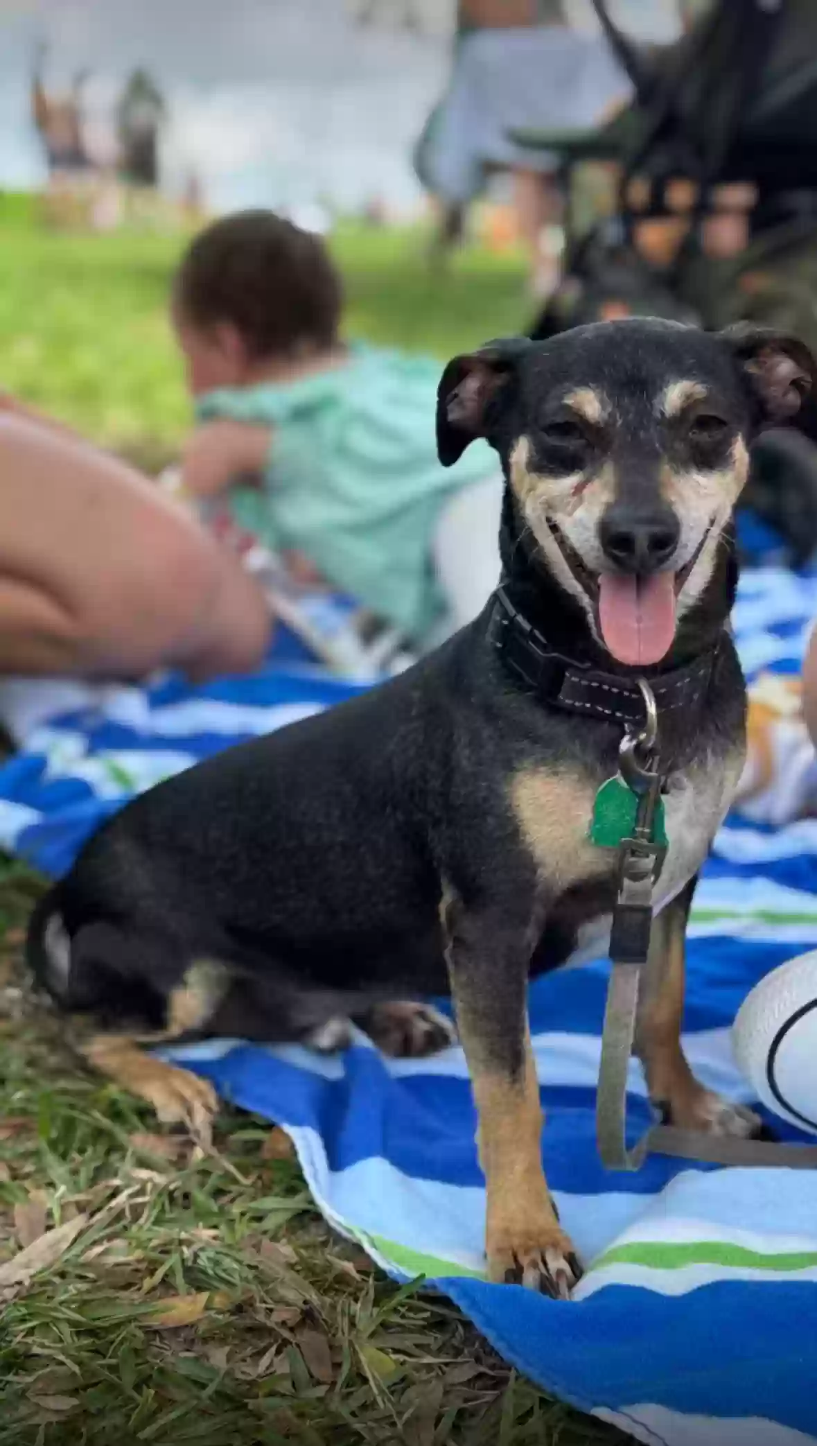 Lost dog in Melbourne Beach, FL, 32951