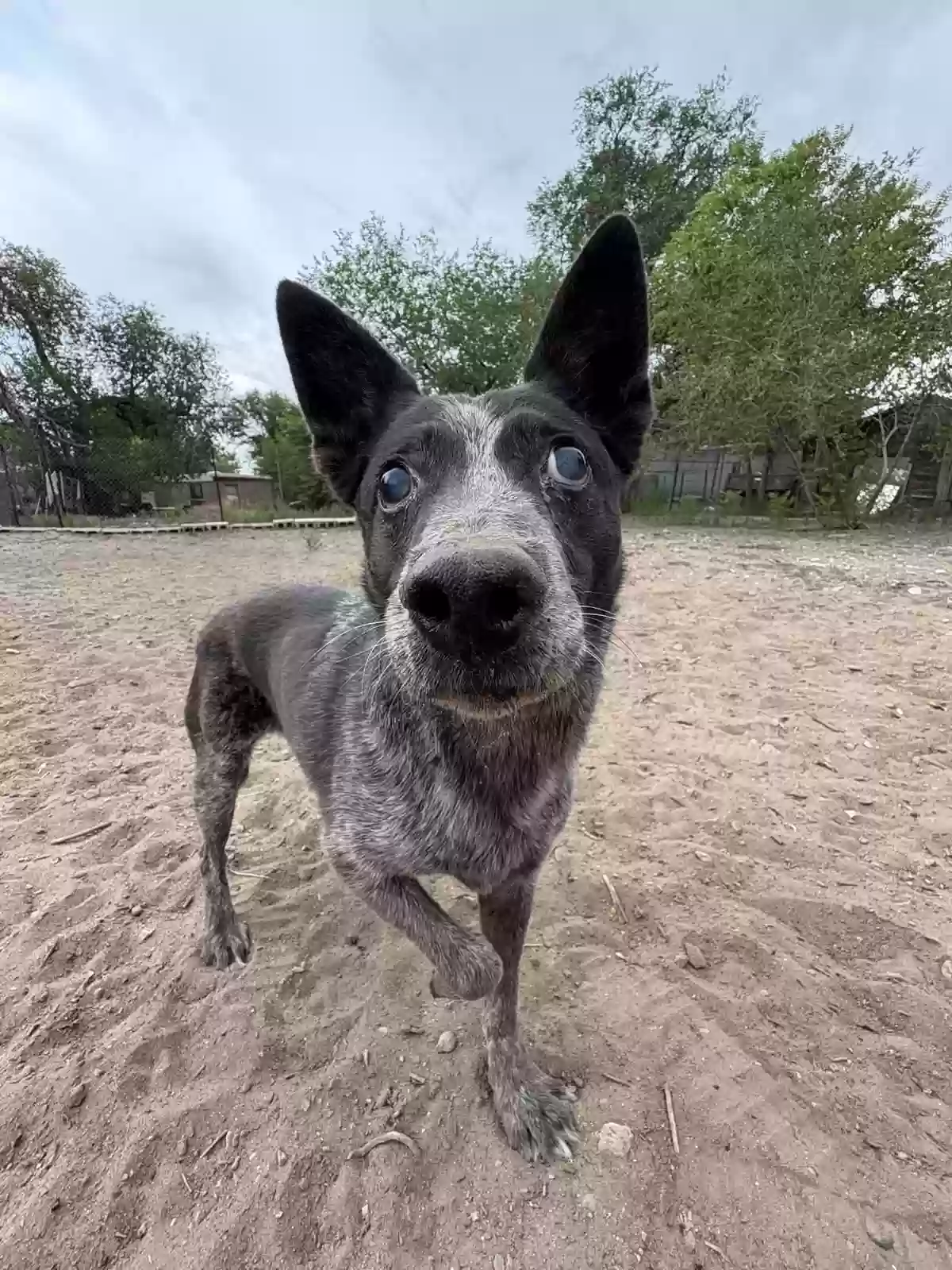 Lost dog in Albuquerque, NM, 87105