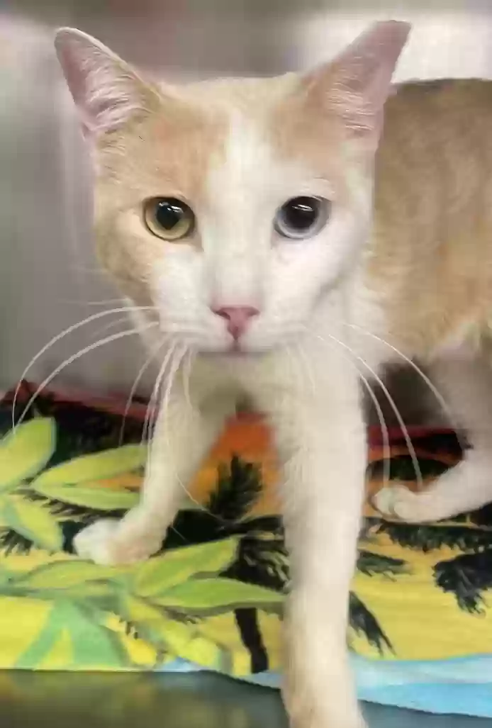 Lost cat in Santa Monica, CA, 90401