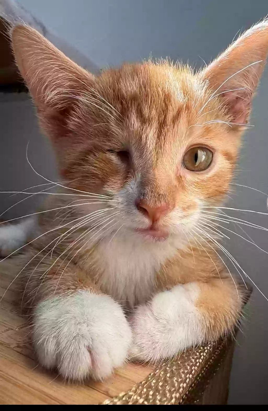 Lost cat in Toms River, NJ, 8755