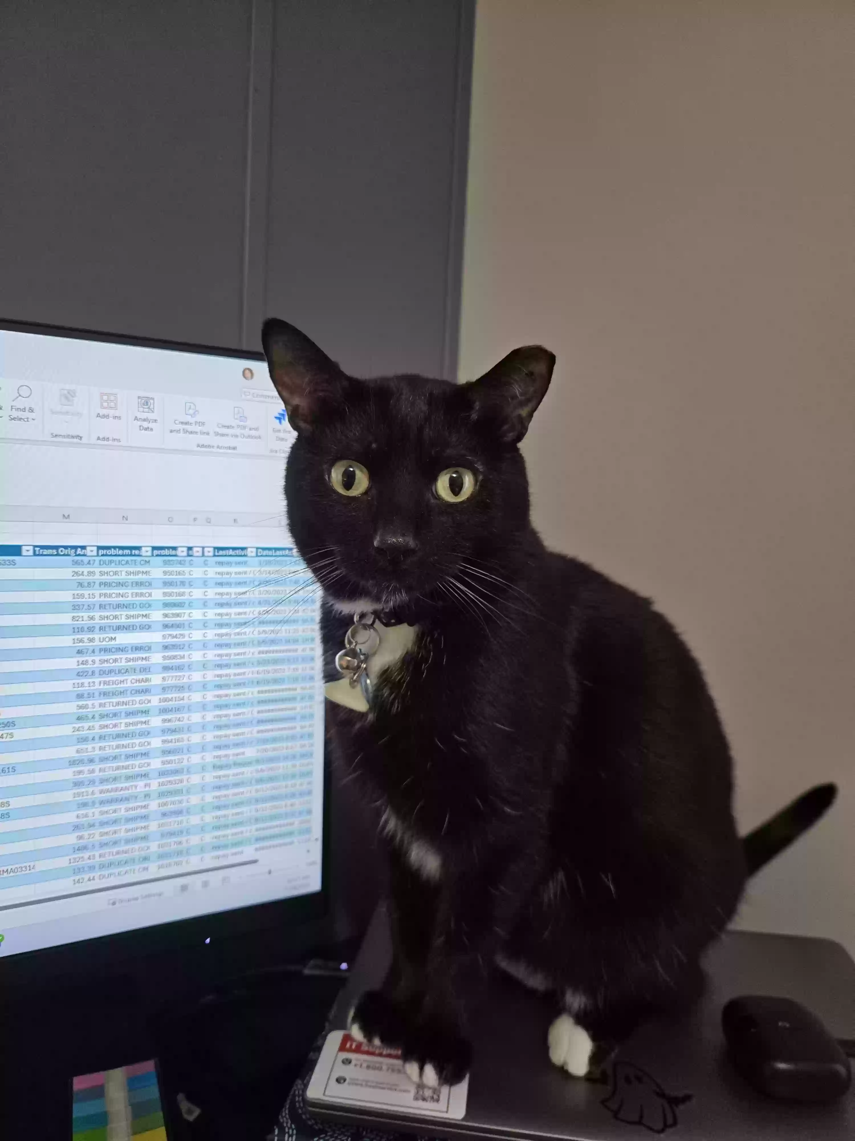 Lost cat in Saint Paul, MN, 55112