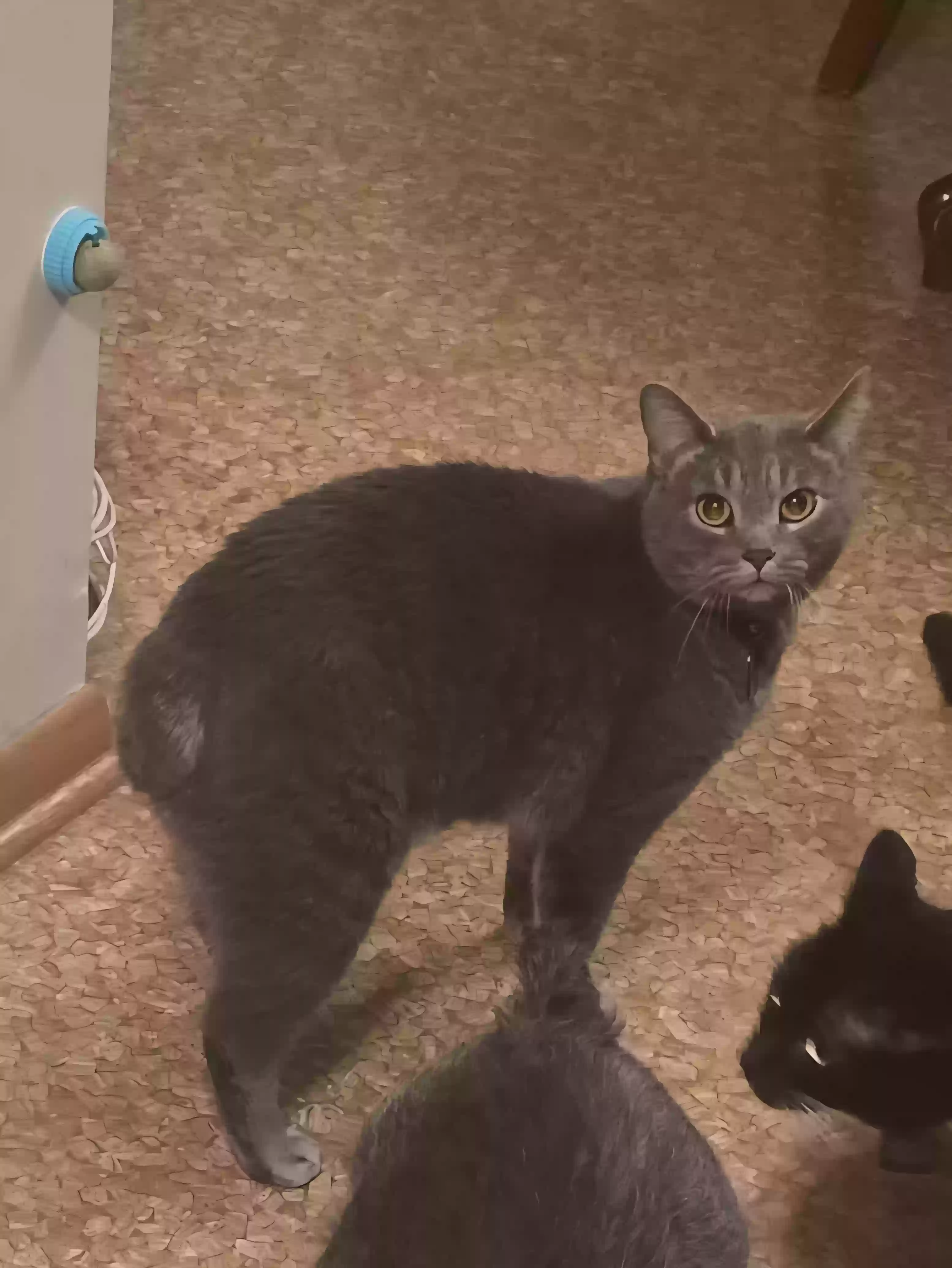 Lost cat in Saint Paul, MN, 55112