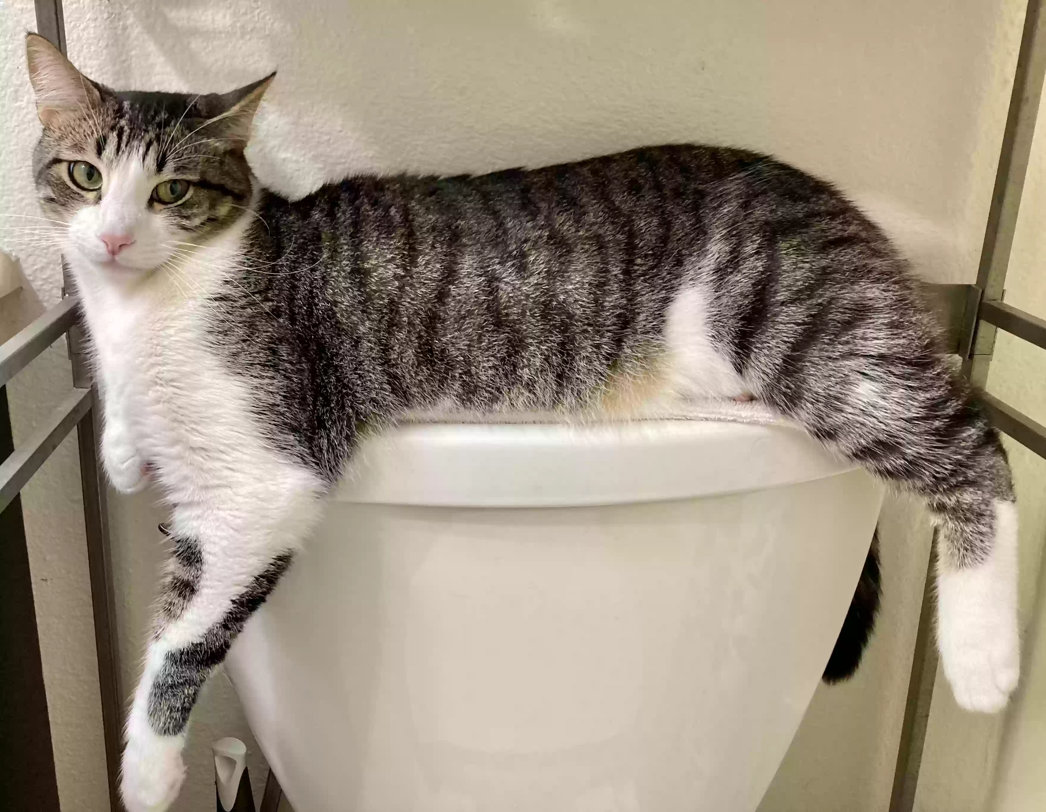 Lost cat in San Diego, CA, 92105