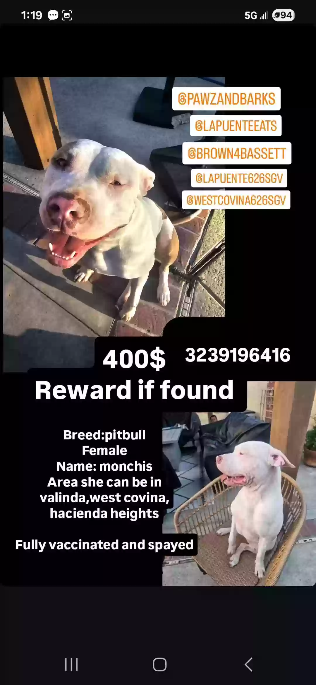 Lost dog in West Covina, CA, 91790