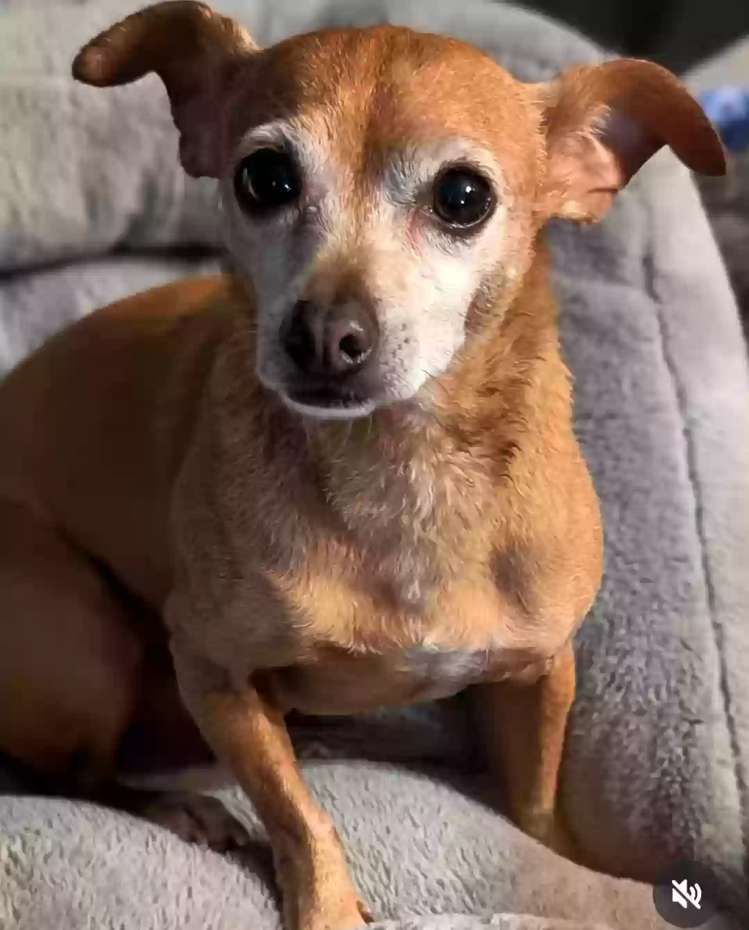 Lost dog in El Monte, CA, 91732