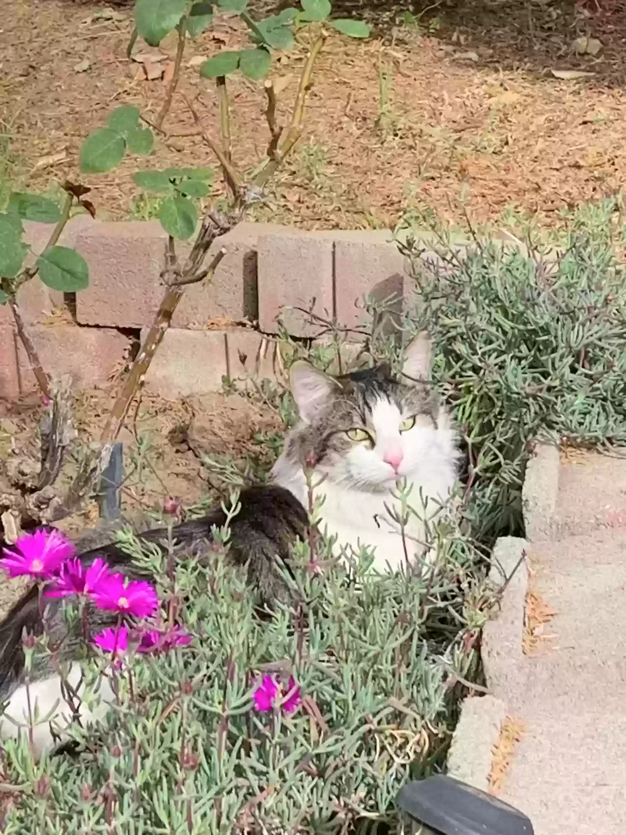 Lost cat in Fontana, CA, 92337