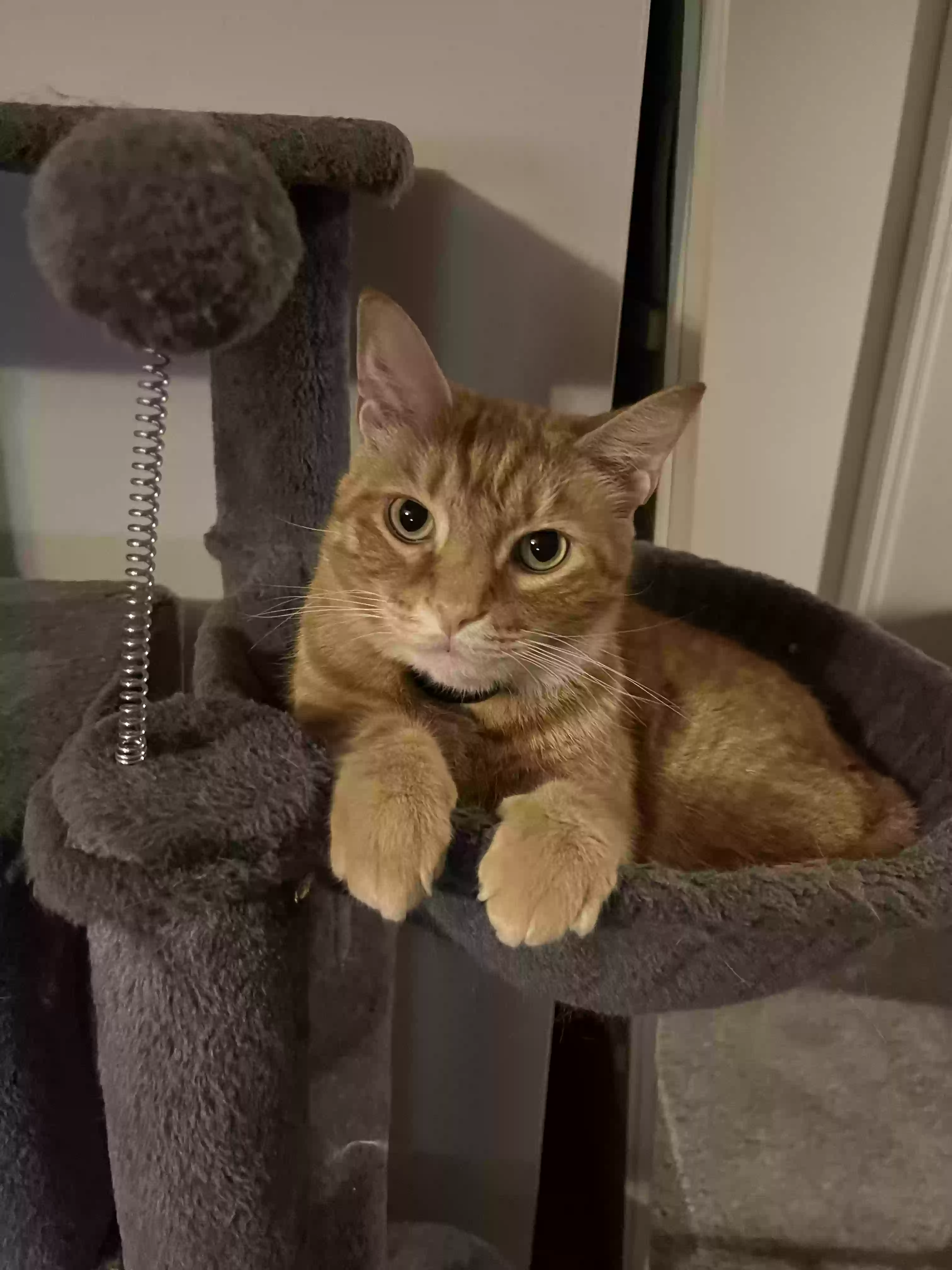 Lost cat in Saint Johns, FL, 32259