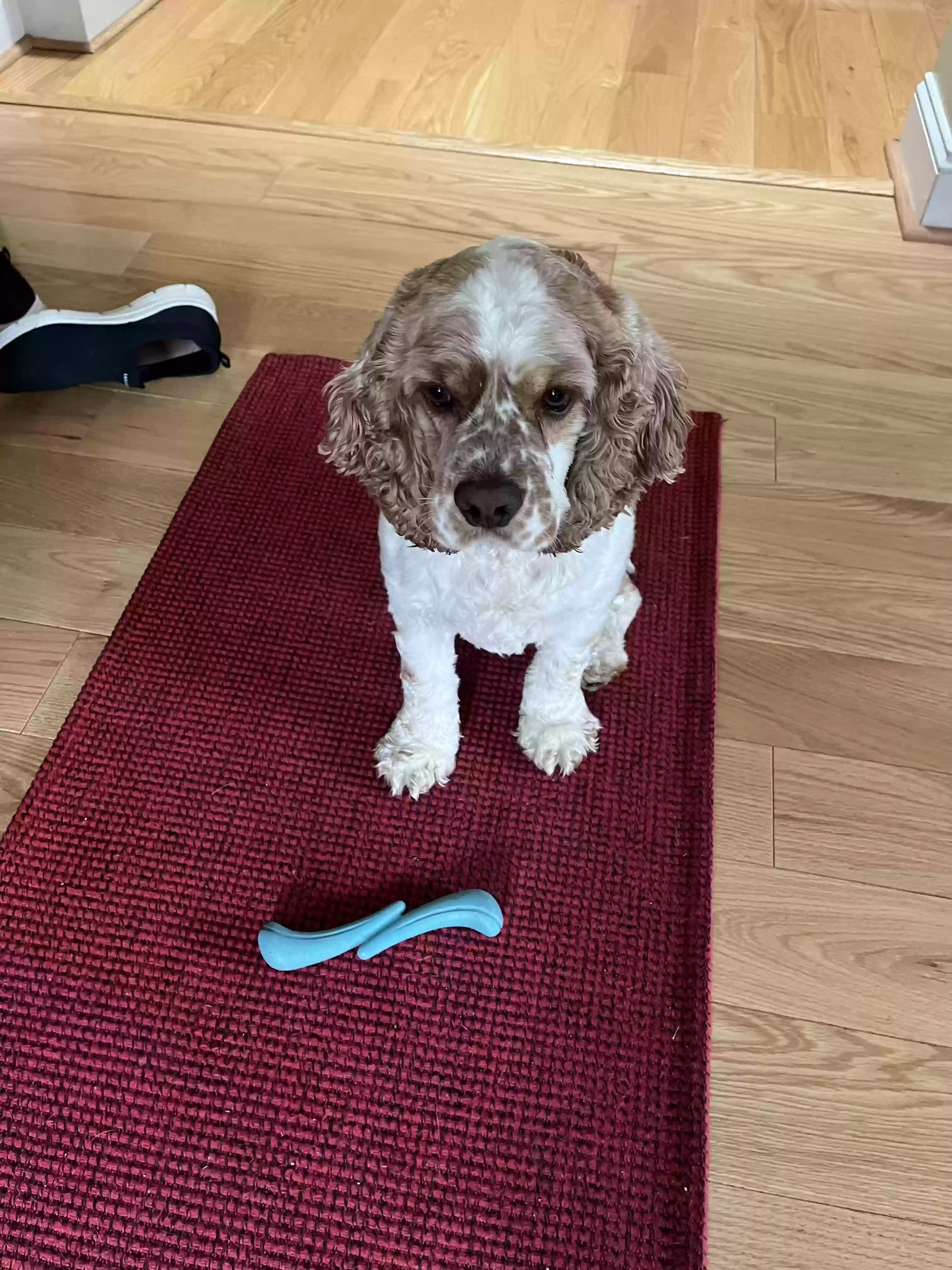 Lost dog in Newtown Square, PA, 19073