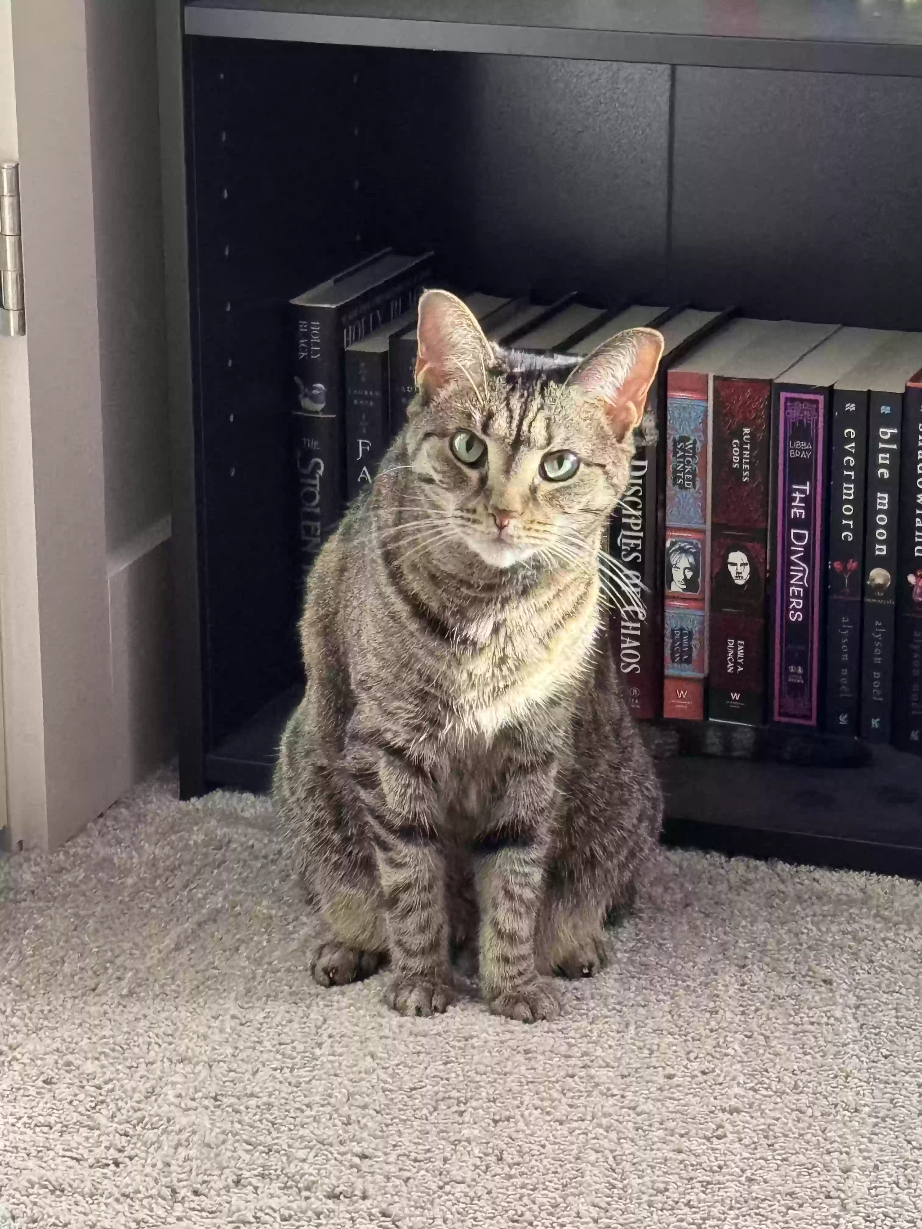 Lost cat in Lexington, KY, 40511
