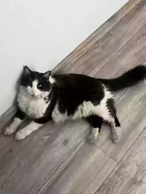 Lost cat in Las Vegas, NV, 89122