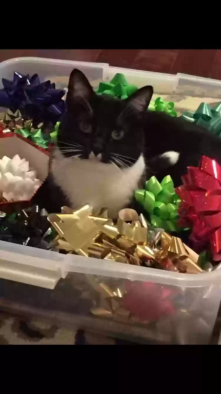 Lost cat in Carmel, IN, 46033
