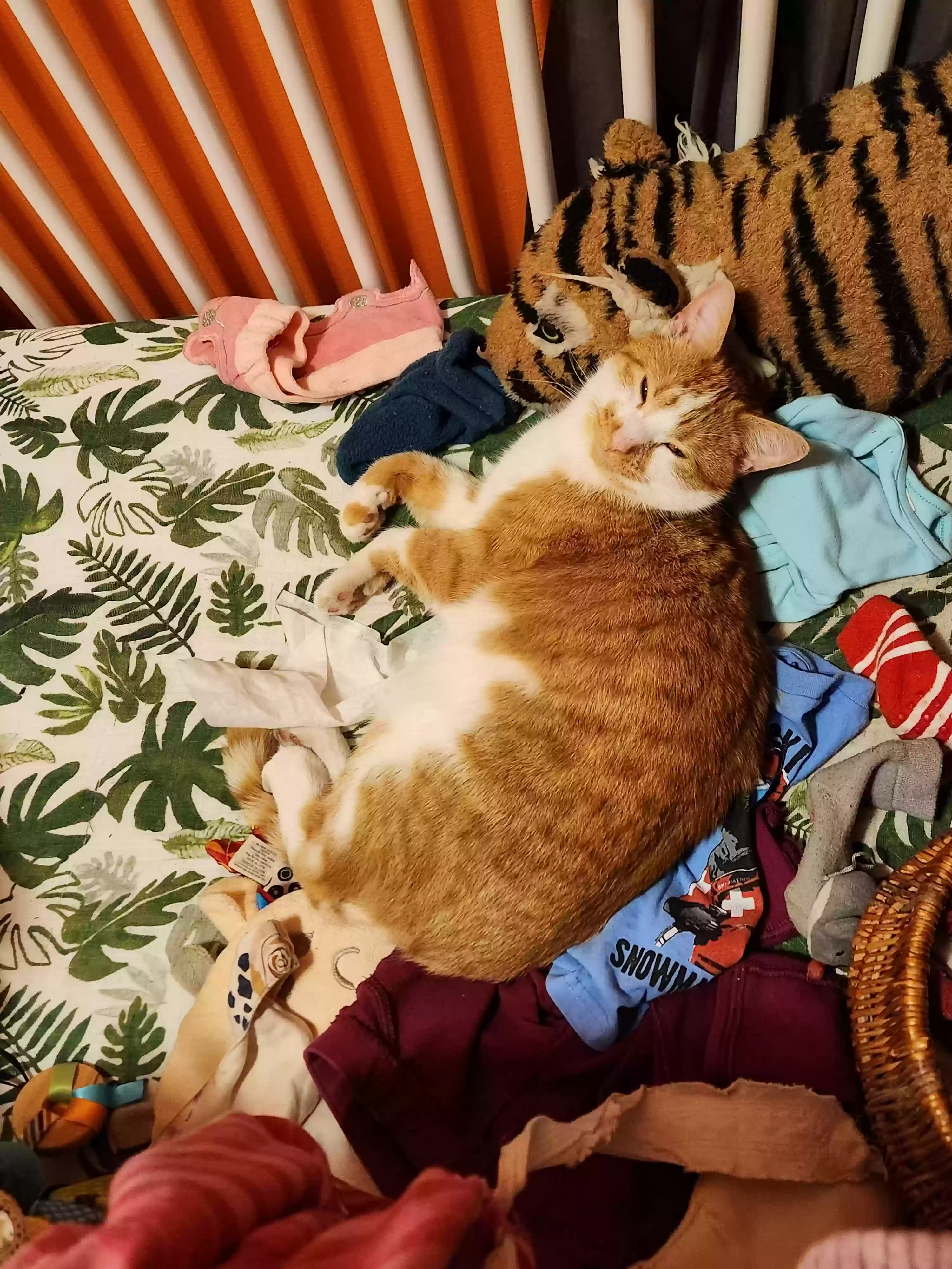 Lost cat in Saint Paul, MN, 55117