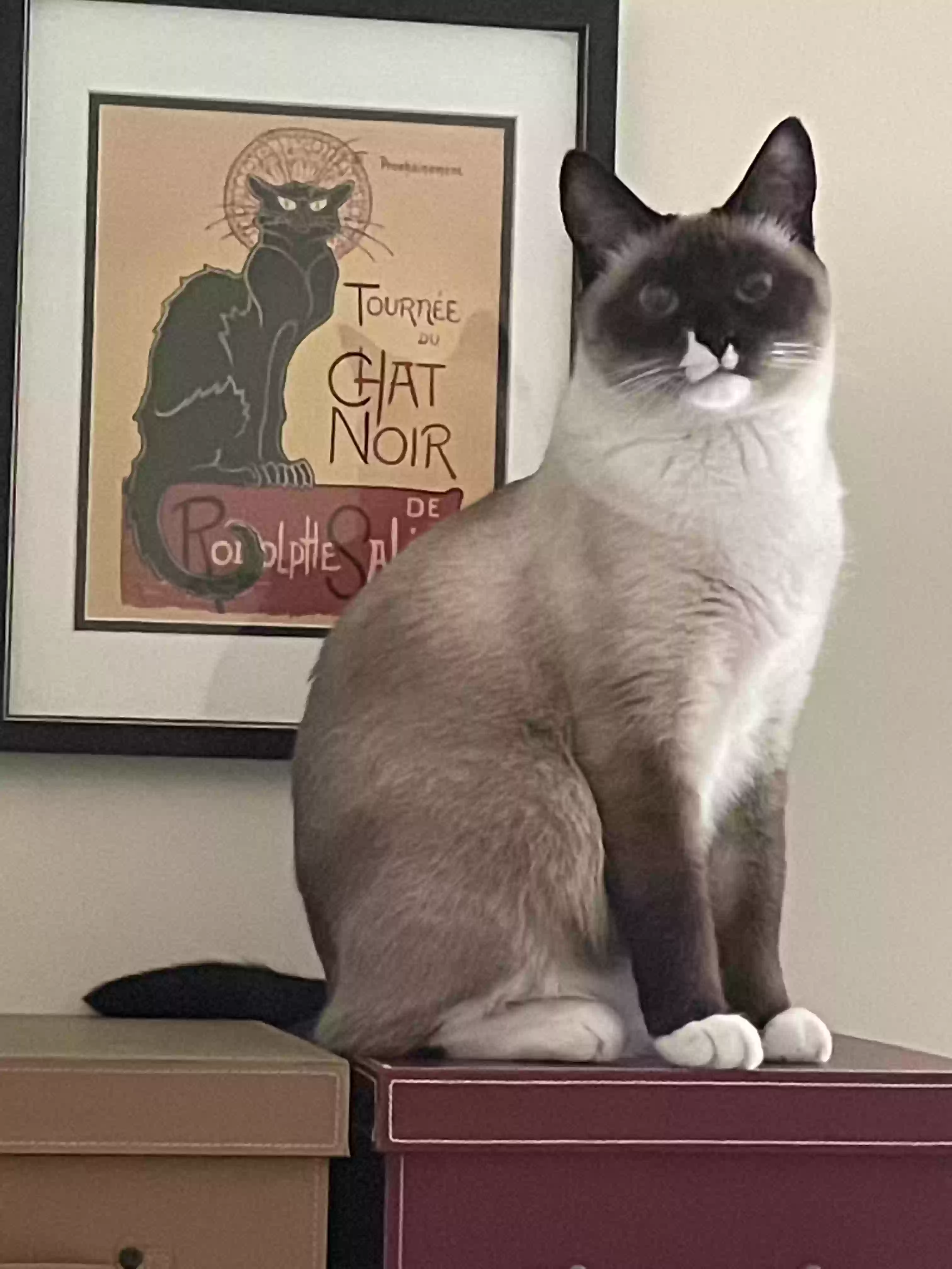 Lost cat in Lexington, KY, 40515