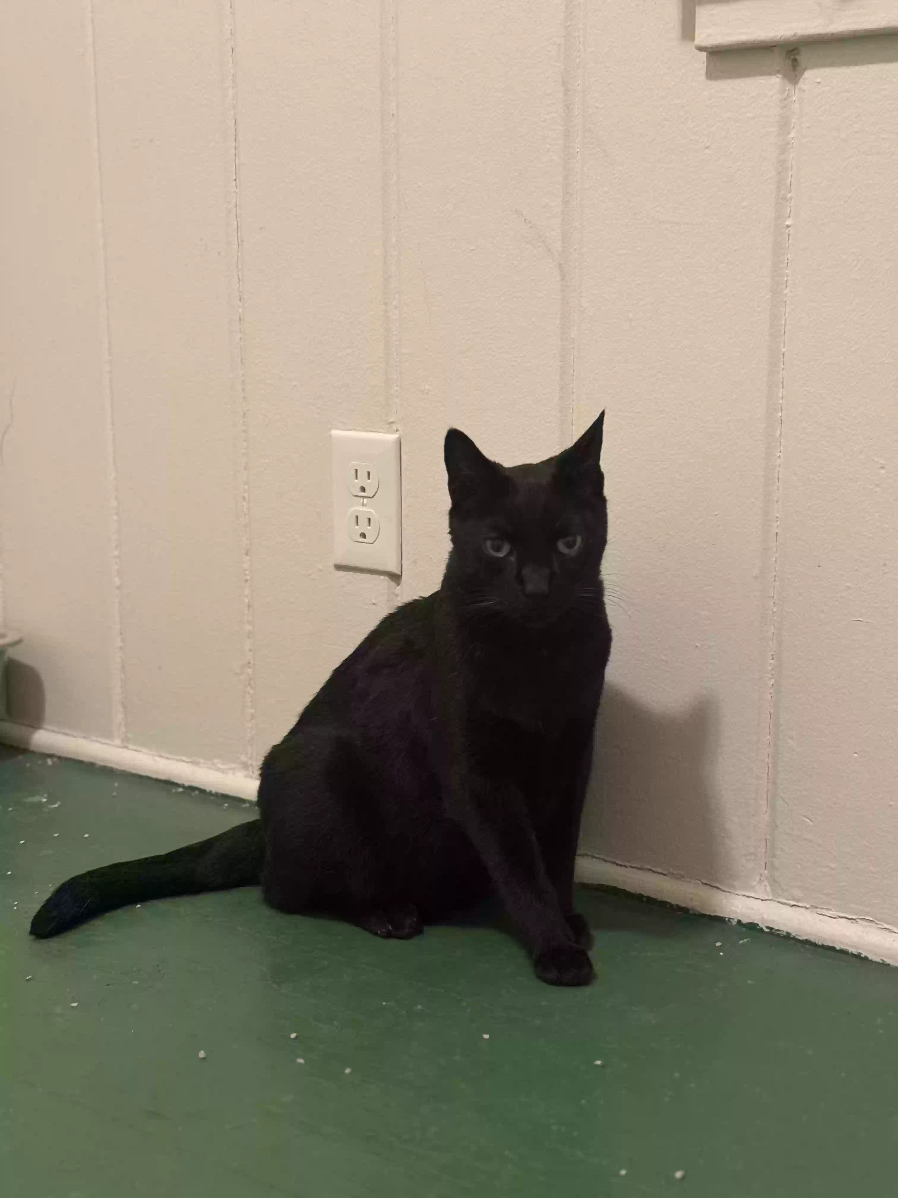 Lost cat in Eugene, OR, 97403