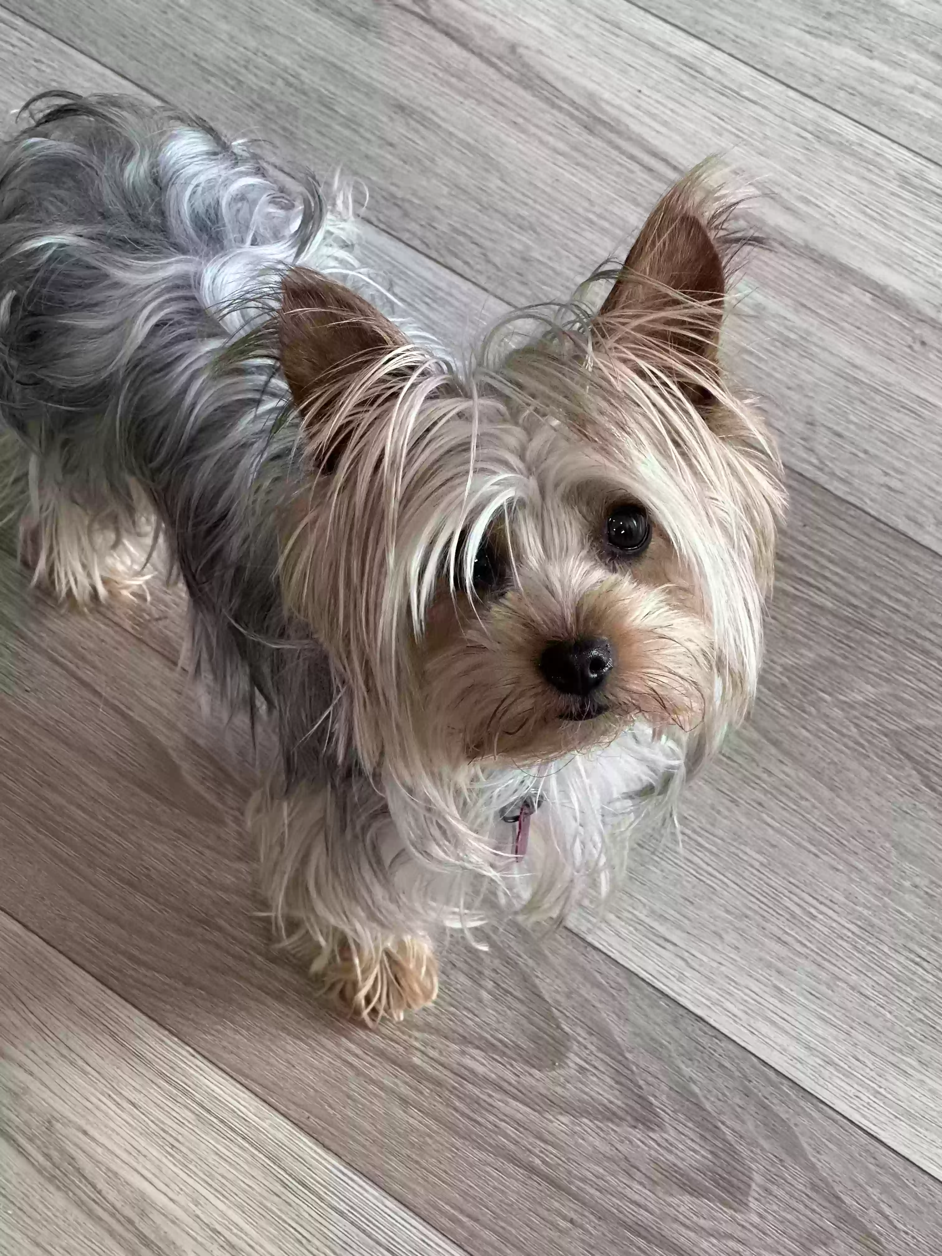 Lost dog in Salinas, CA, 93907