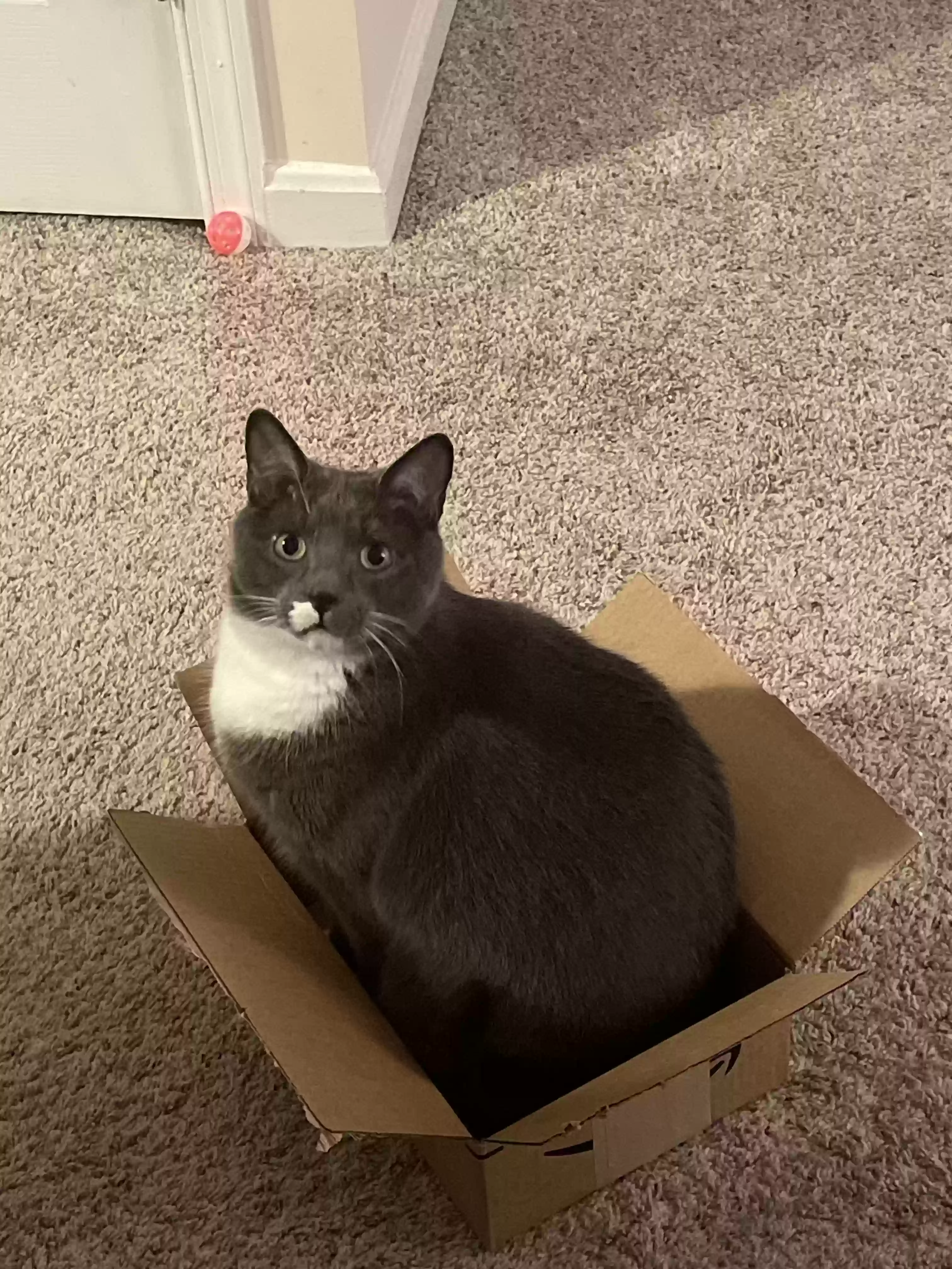 Lost cat in Severn, MD, 21144
