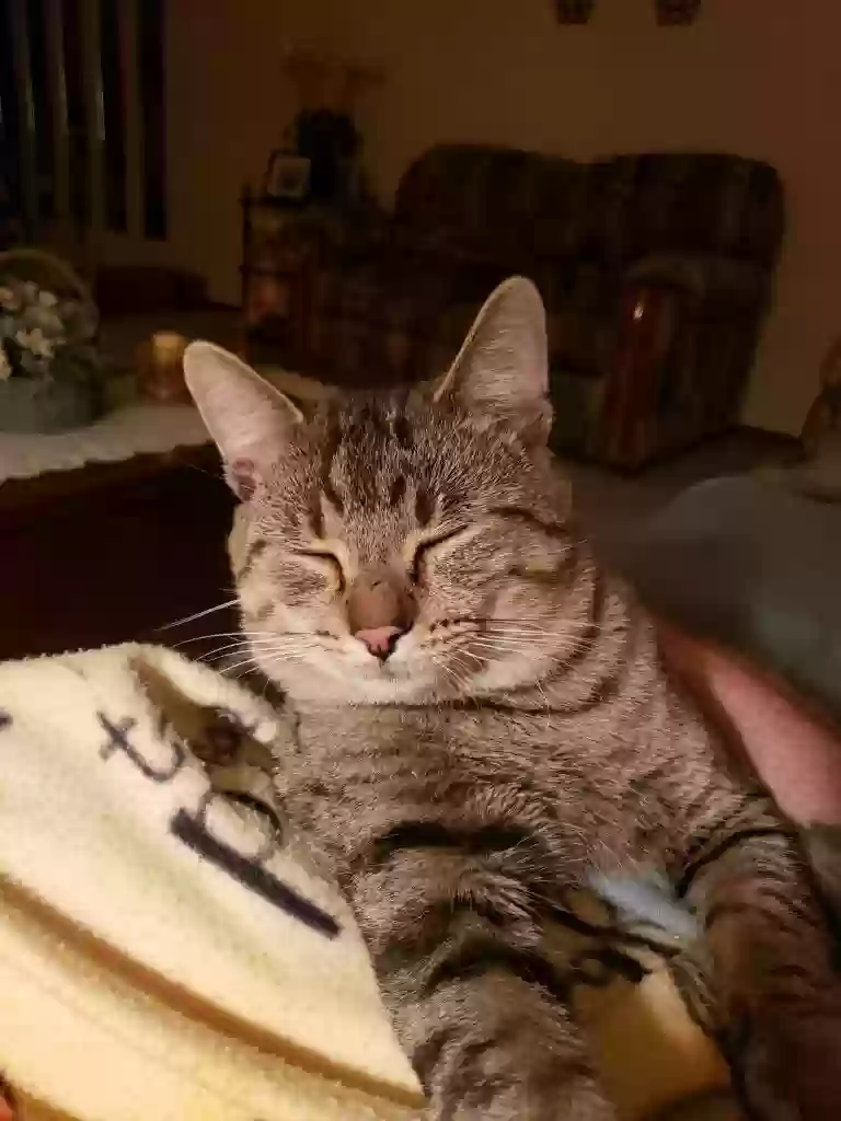 Lost cat in Cincinnati, OH, 45255