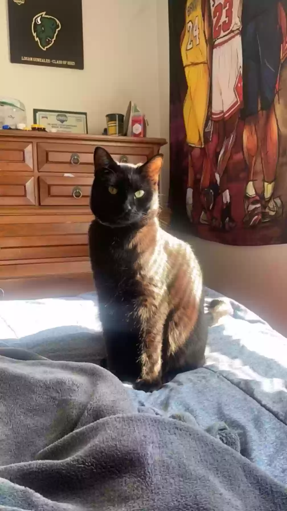 Lost cat in Pittsburgh, PA, 15210